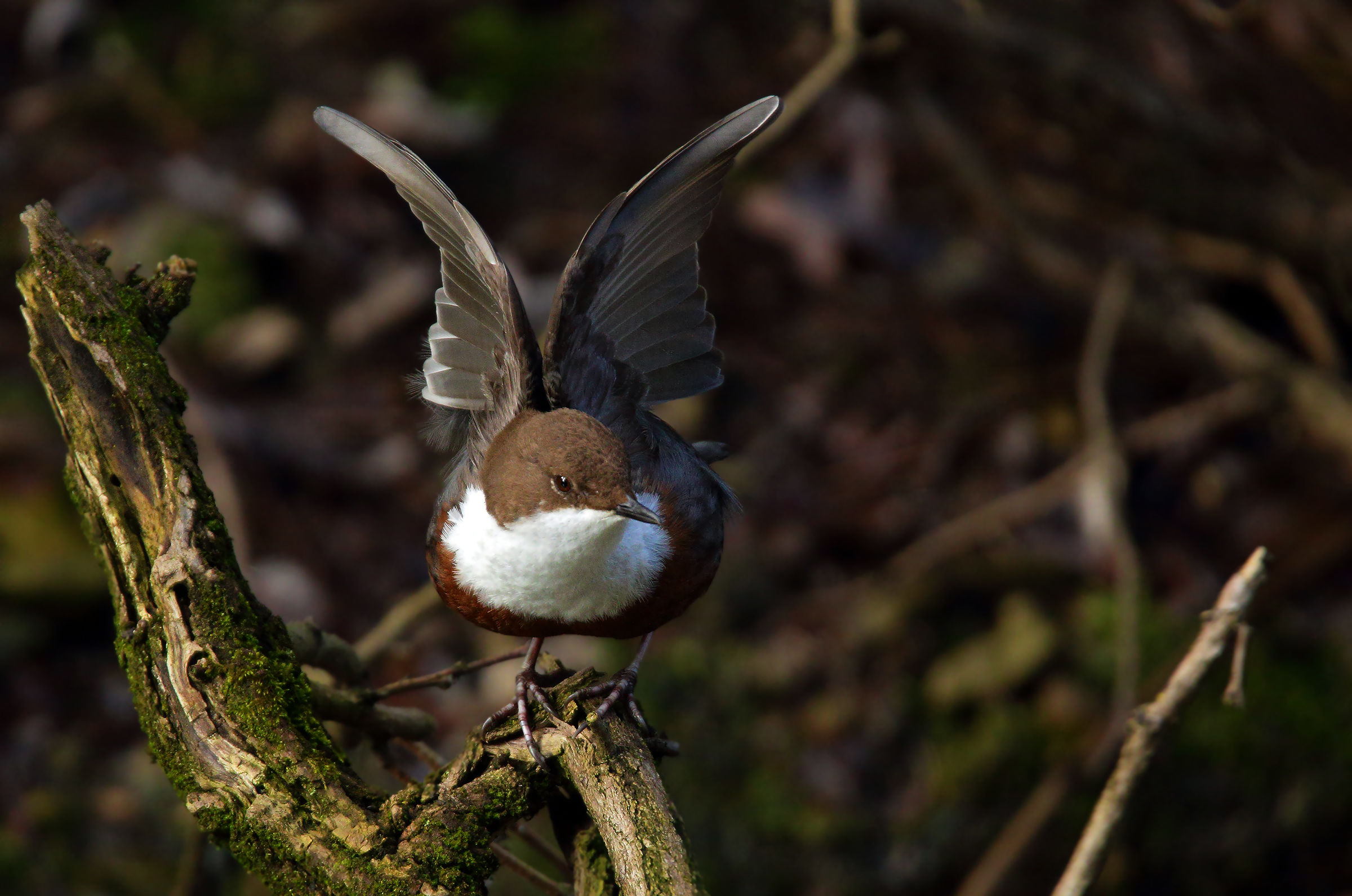 dipper