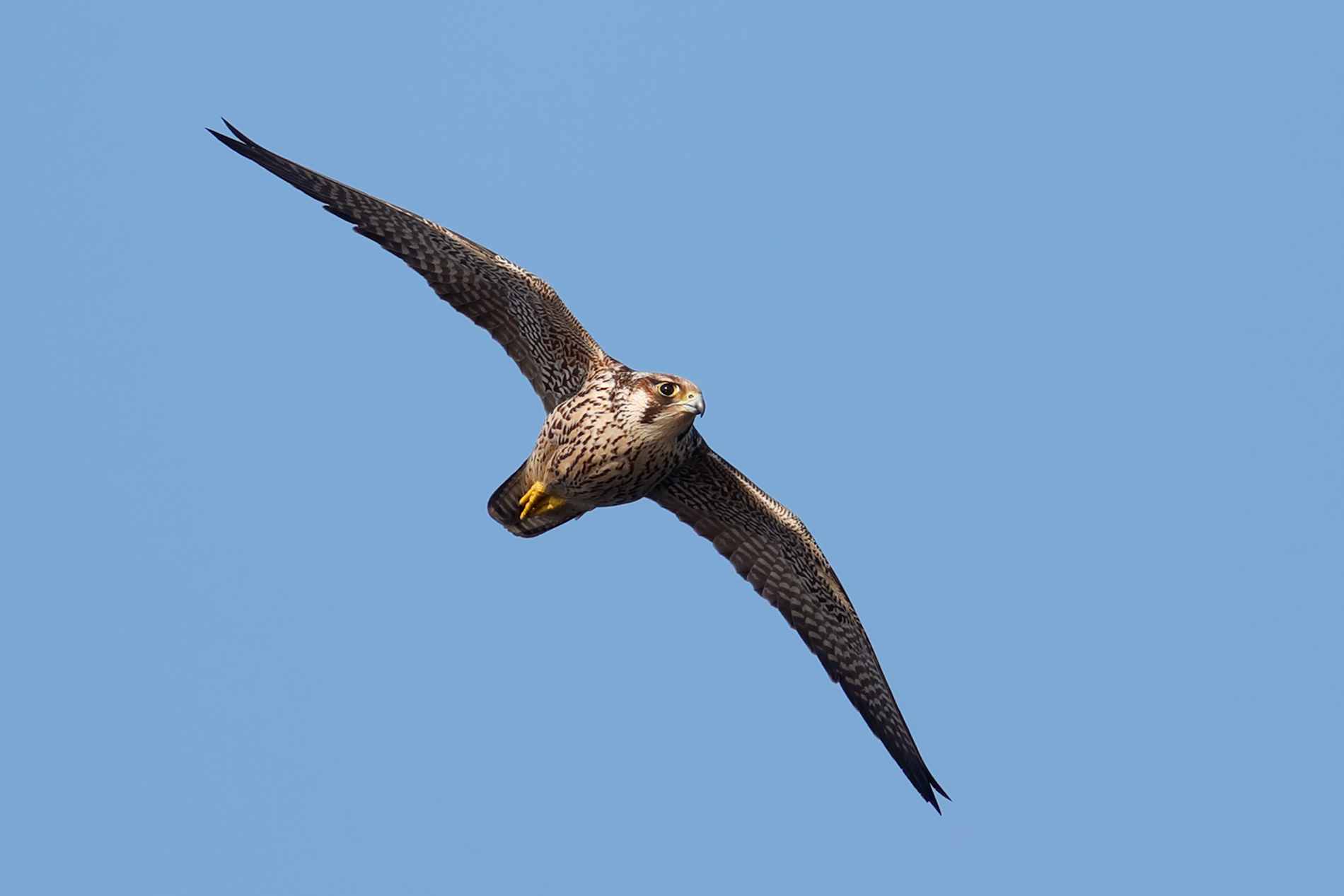 Peregrine falcon