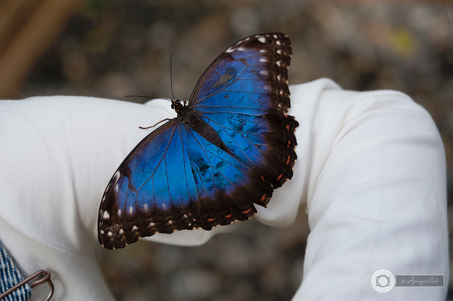 House of butterflies # 1