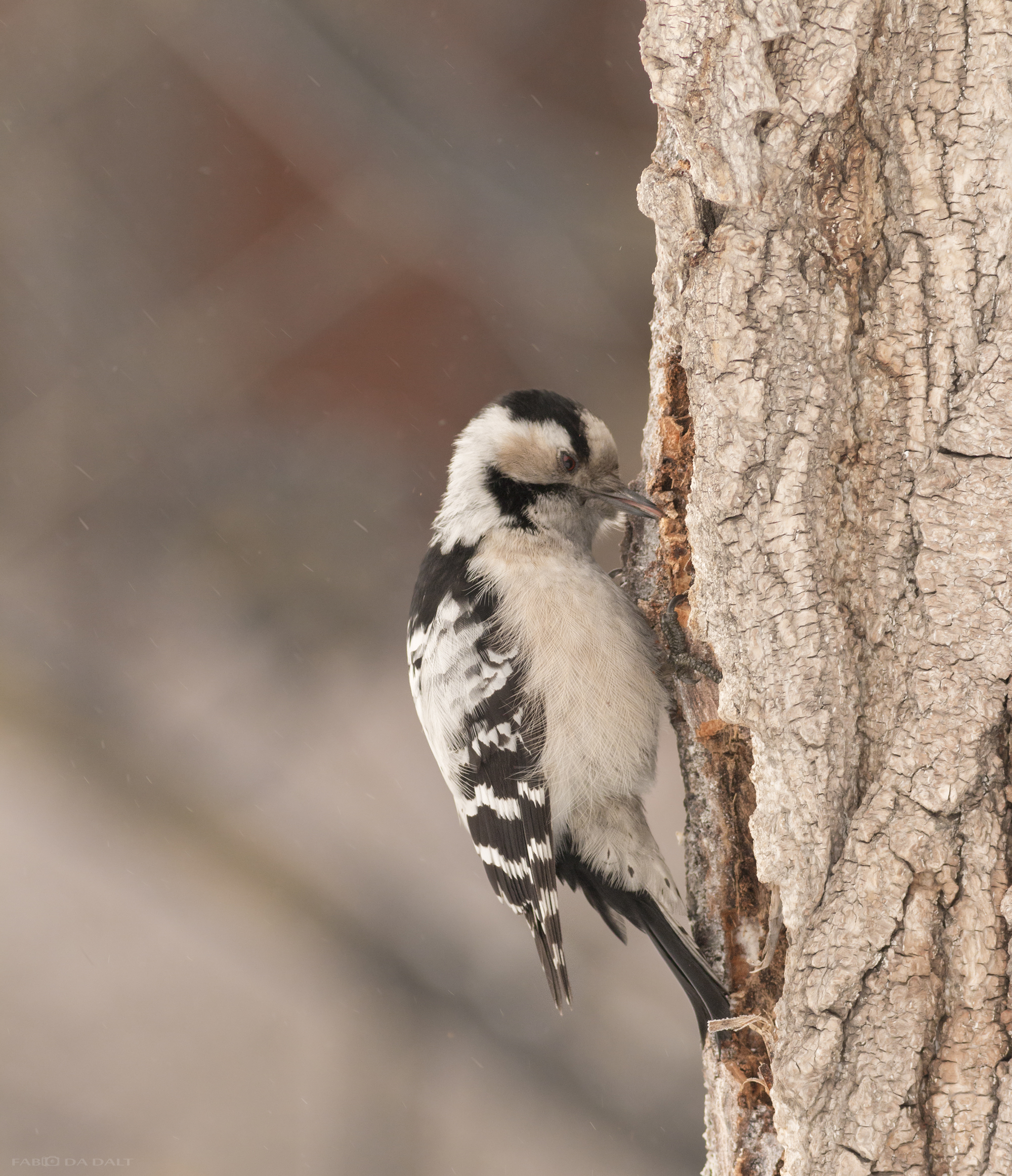 Lesser Spotted Woodpecker