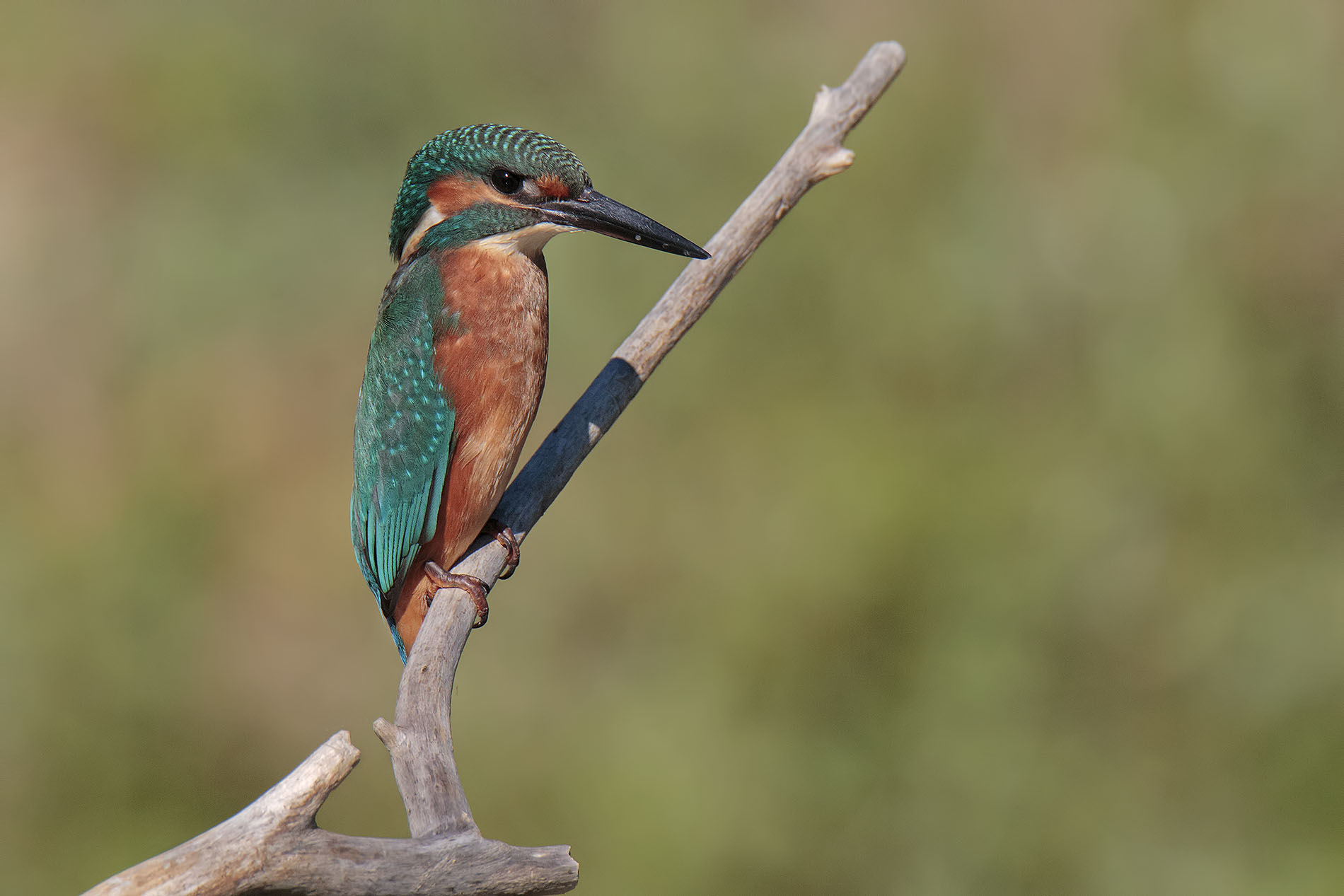 Kingfisher