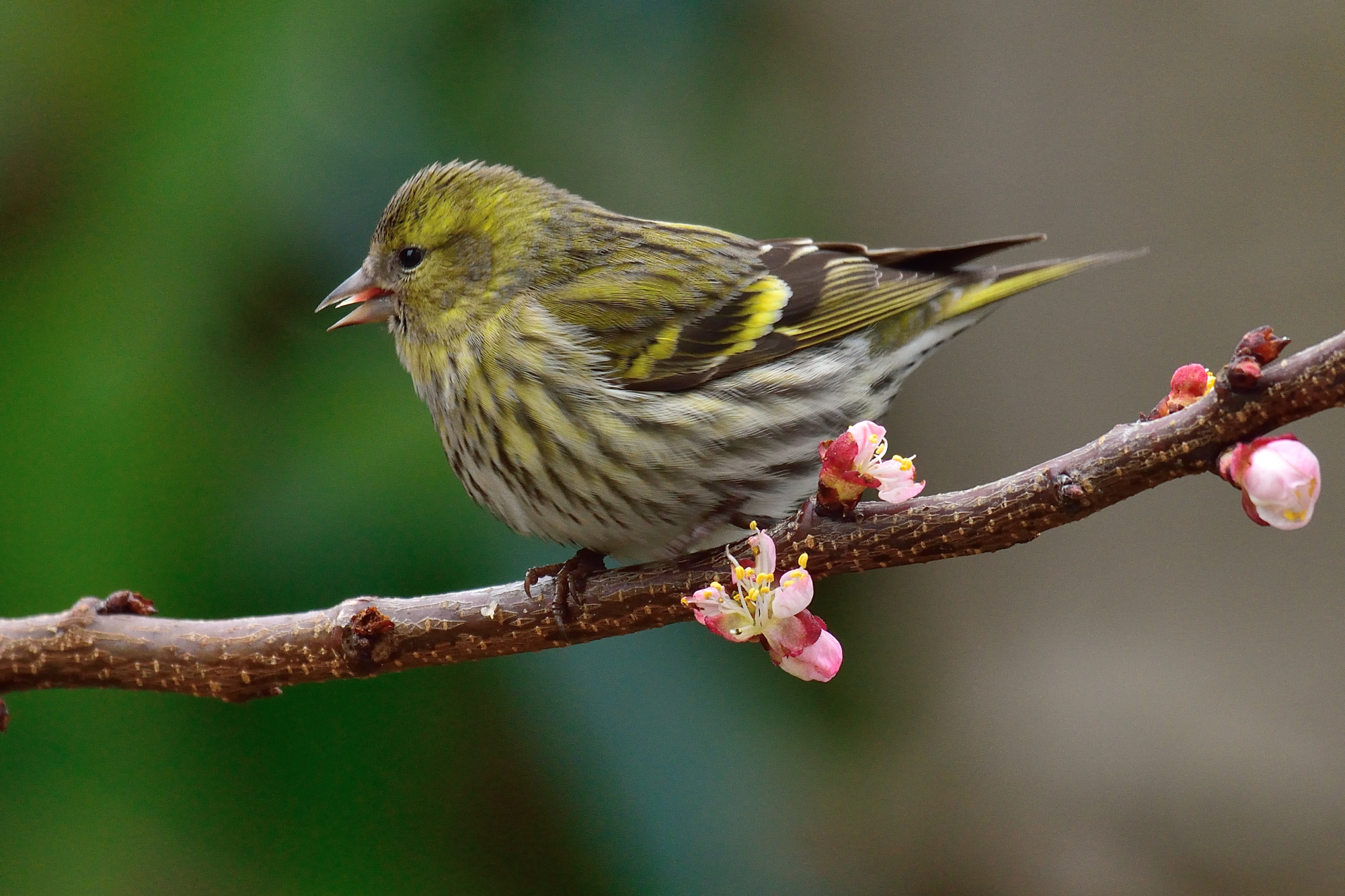 Siskin