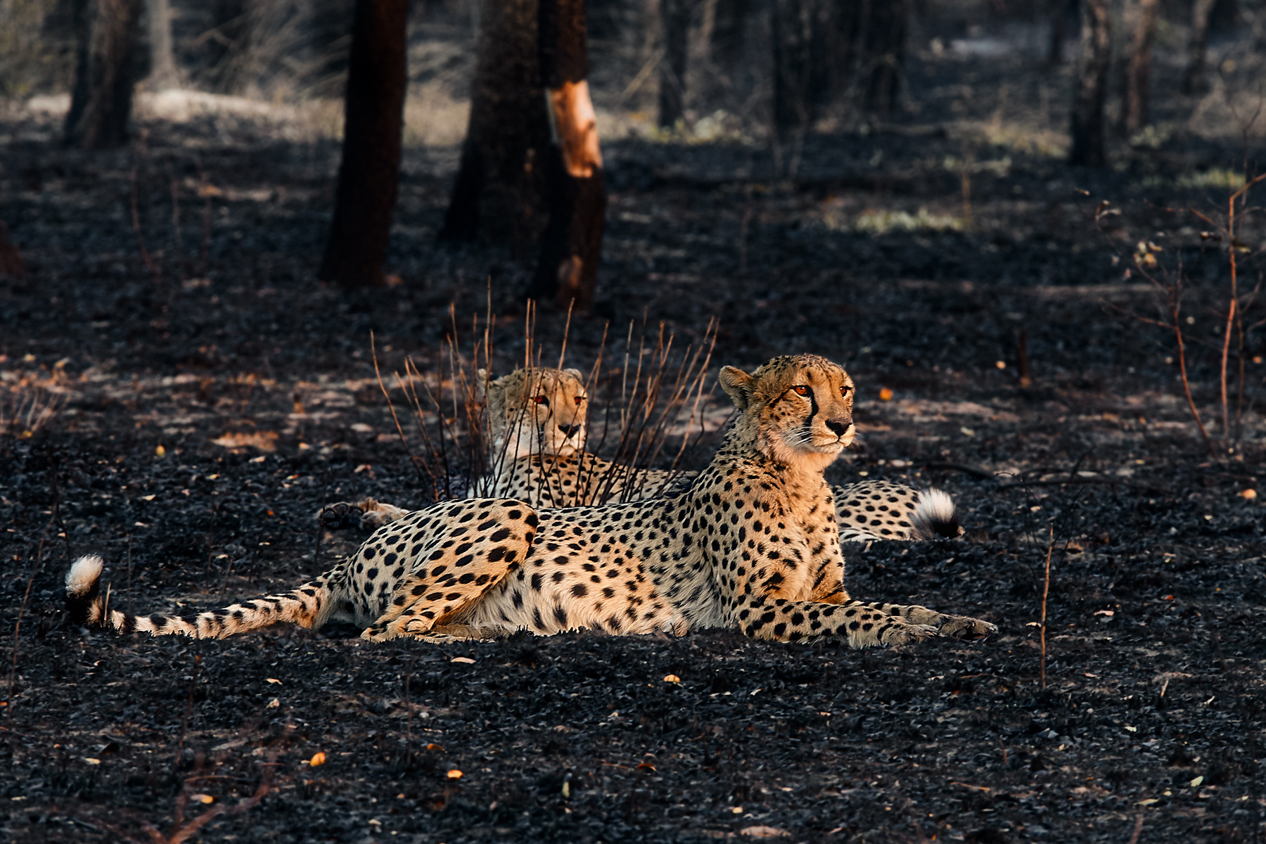 Cheetahs from Kafue
