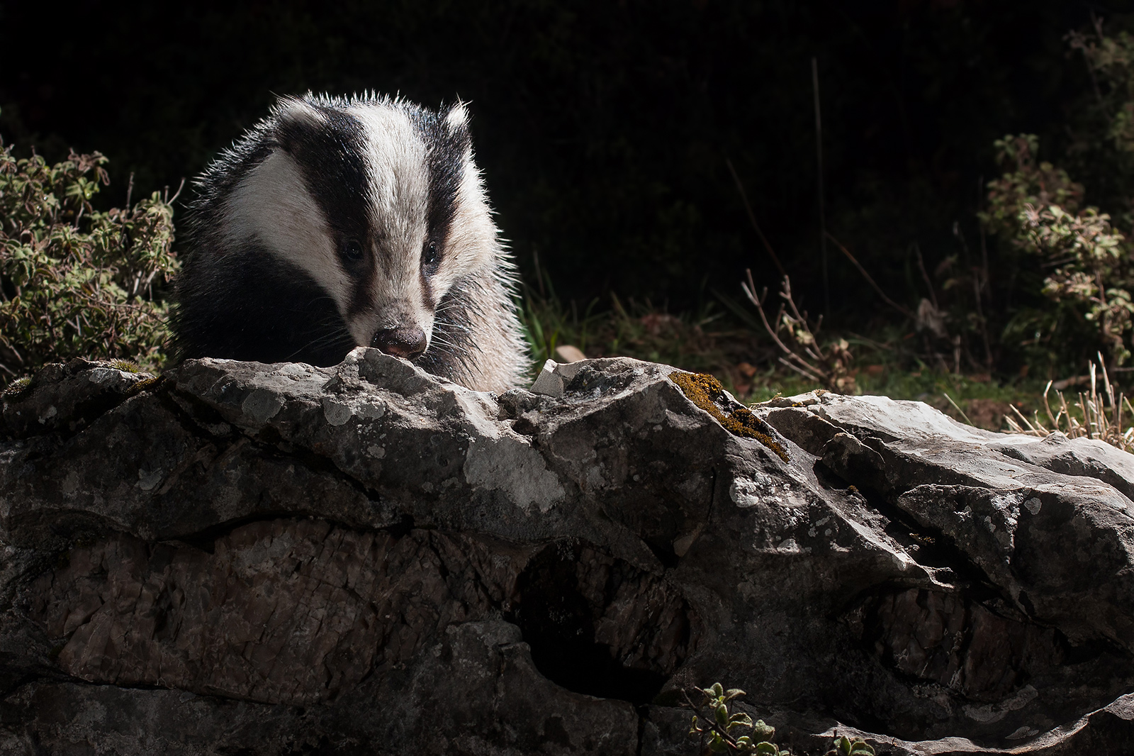 Moonlight Shadows 2 Tasso (Meles Meles) - Umbria