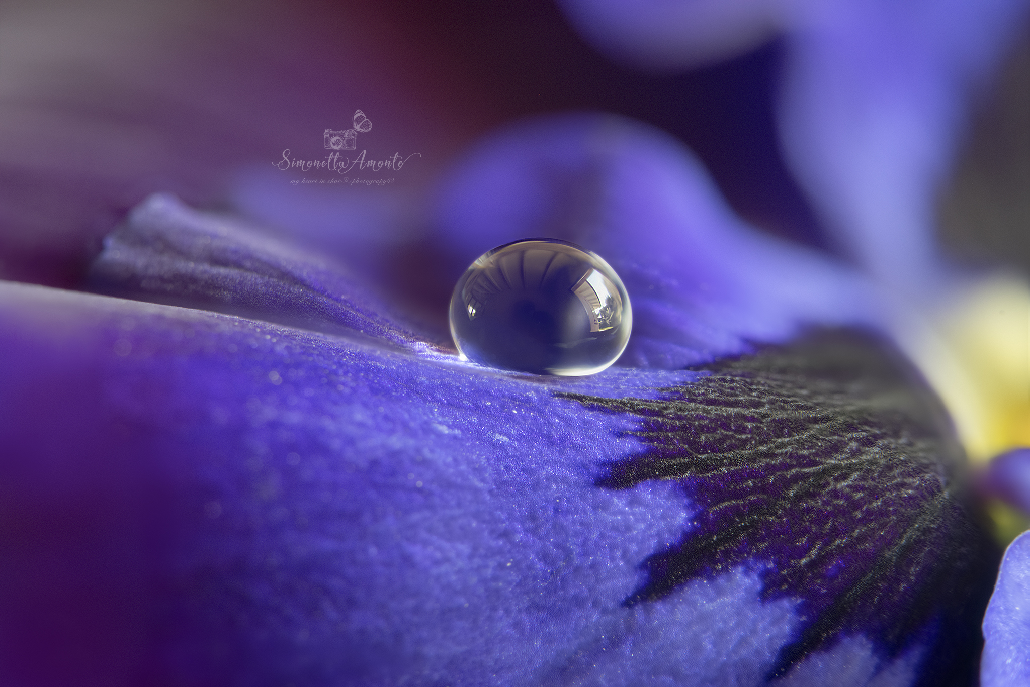 Thoughts and violets