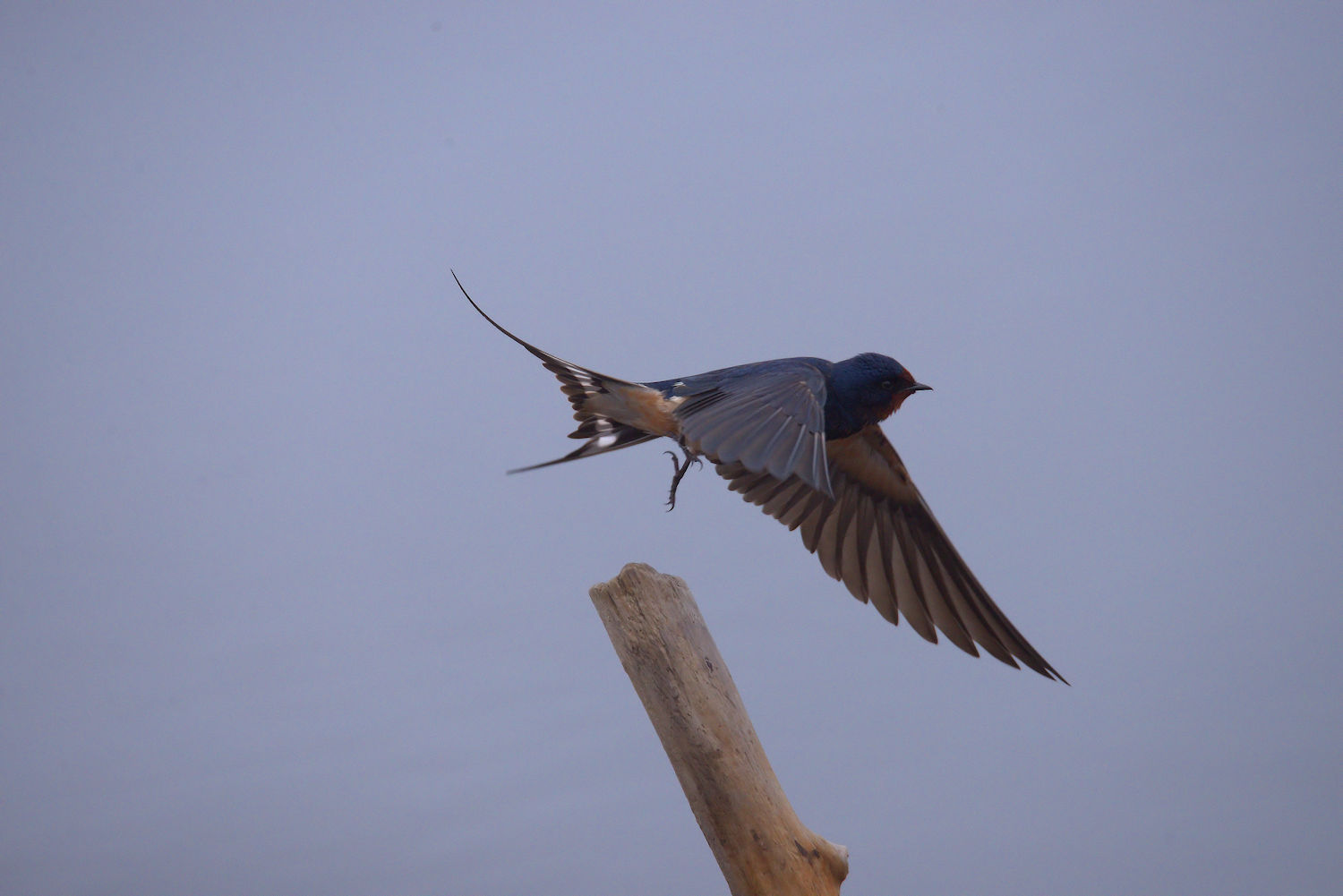 Swallow