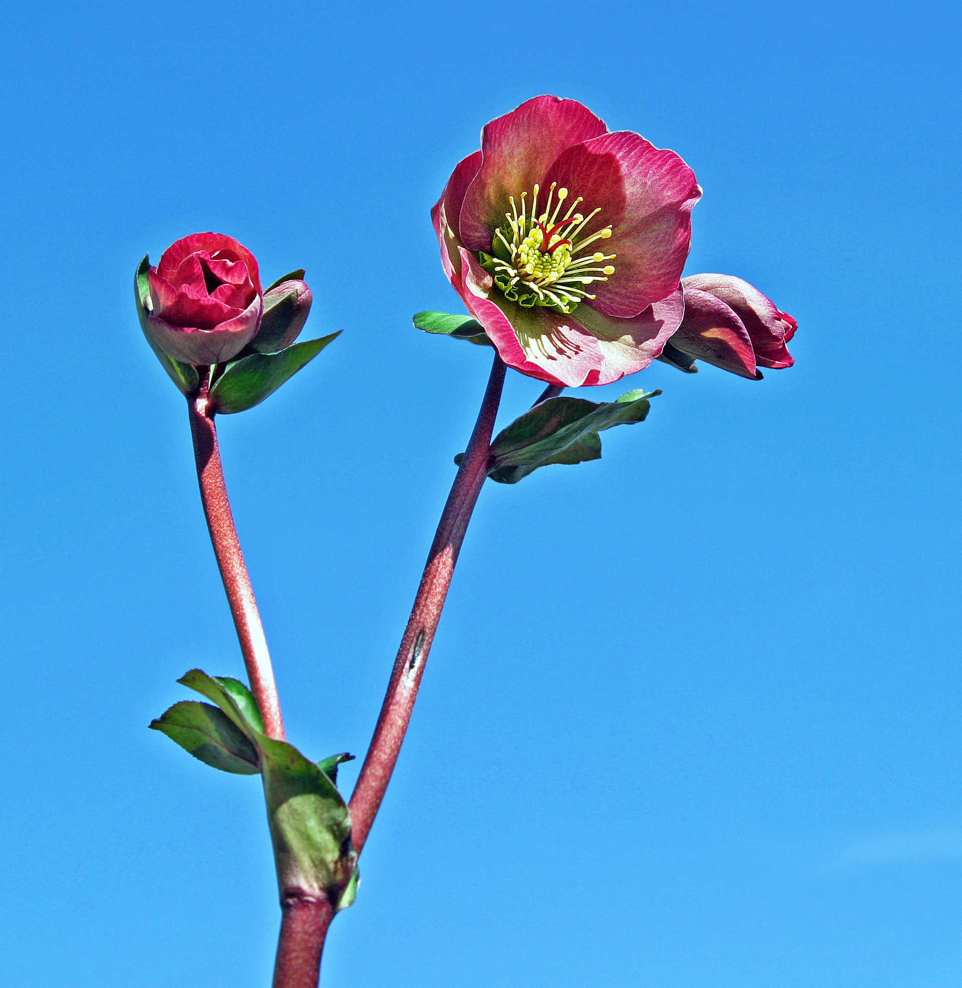 Equinox with Christmas Rose