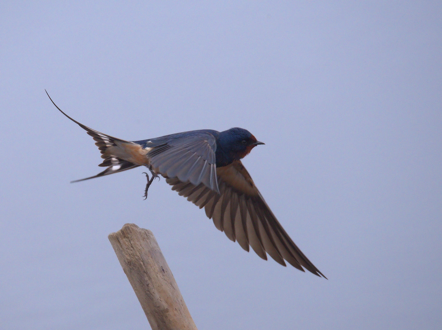 Swallow
