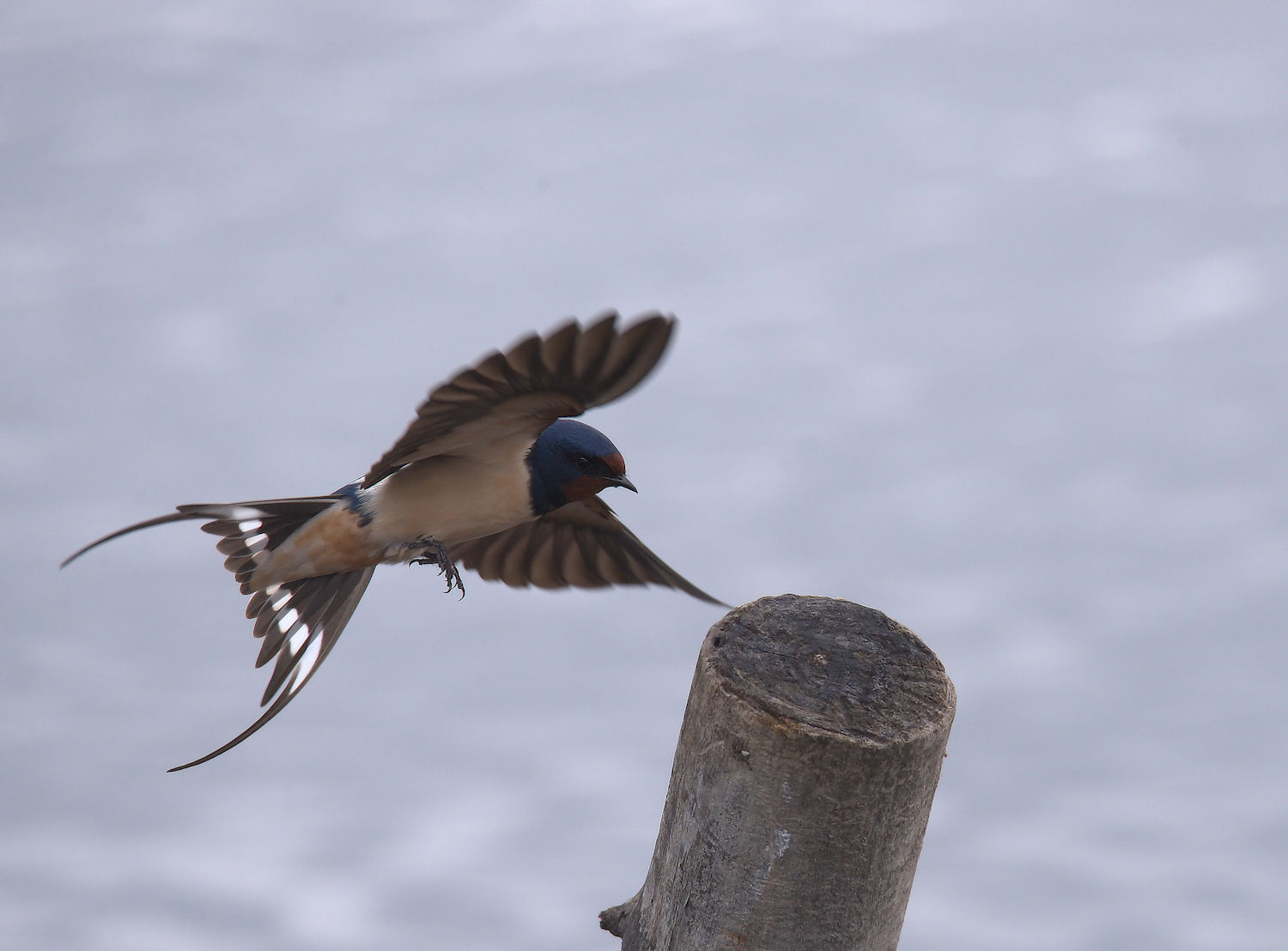Swallow