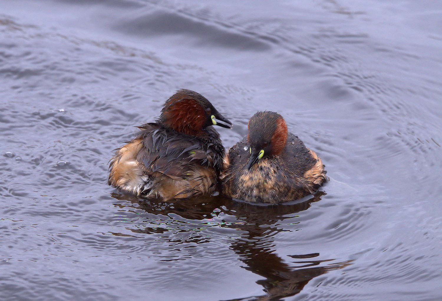 Little Grebe