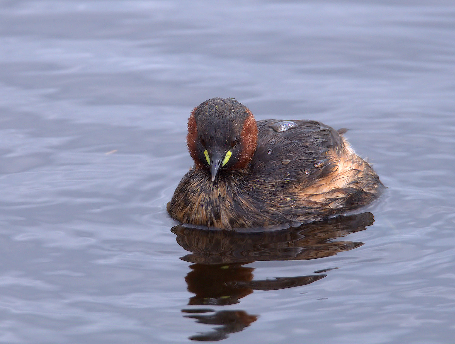 Little Grebe