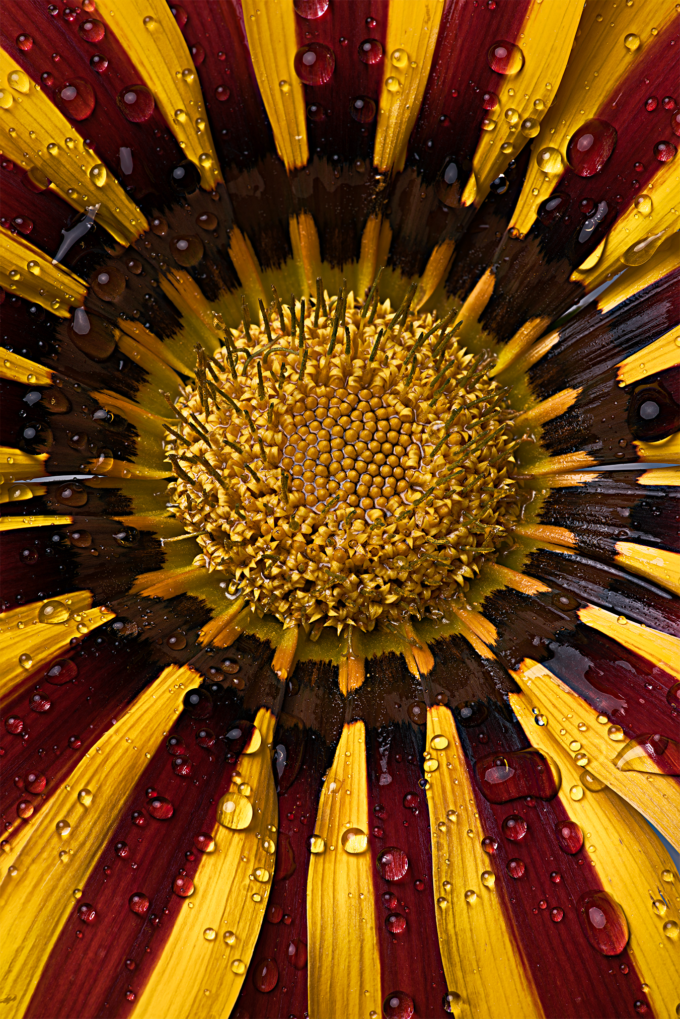 Sunrising flower's style