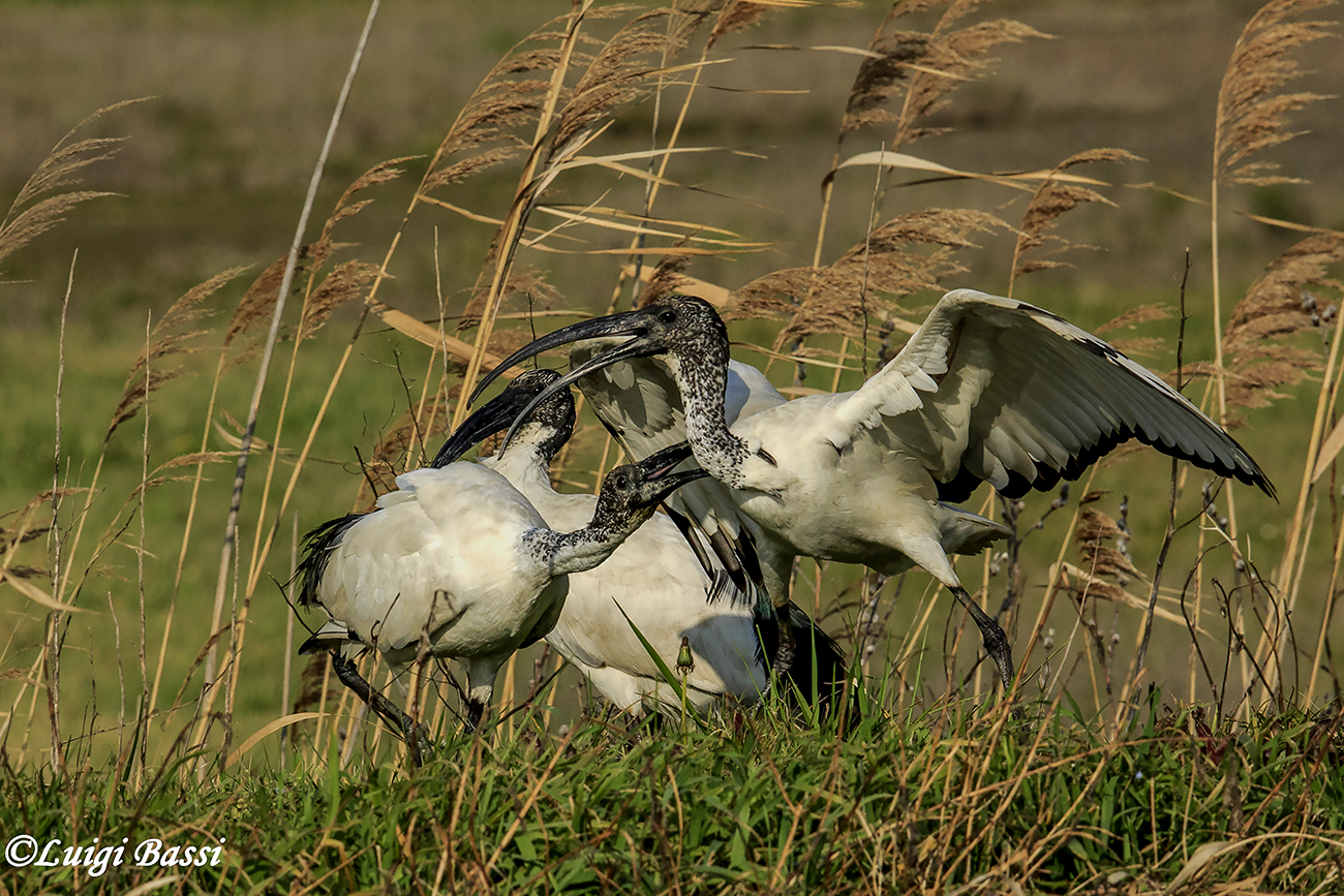 Ibis sacri litigiosi
