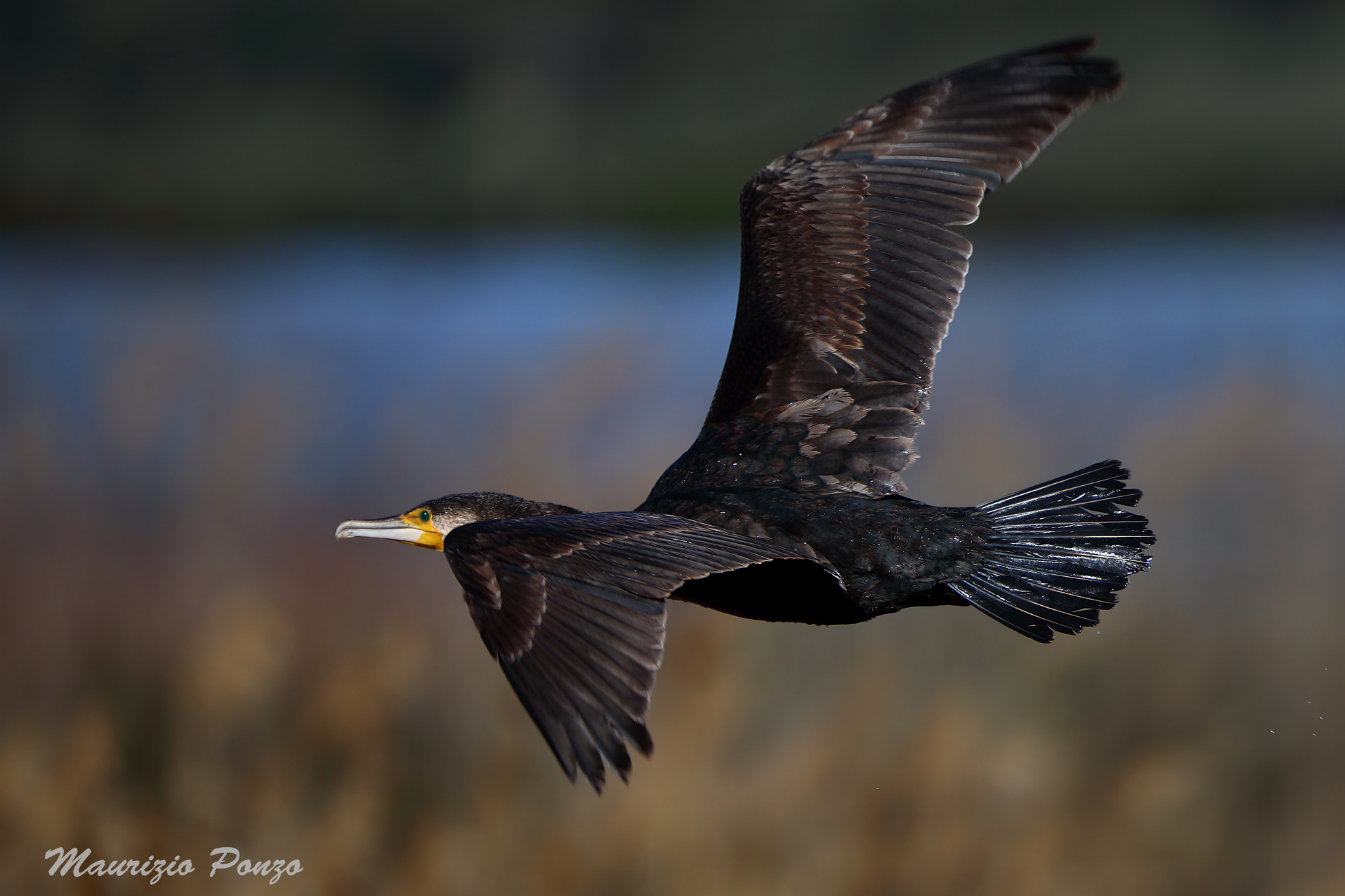 #Cormorant