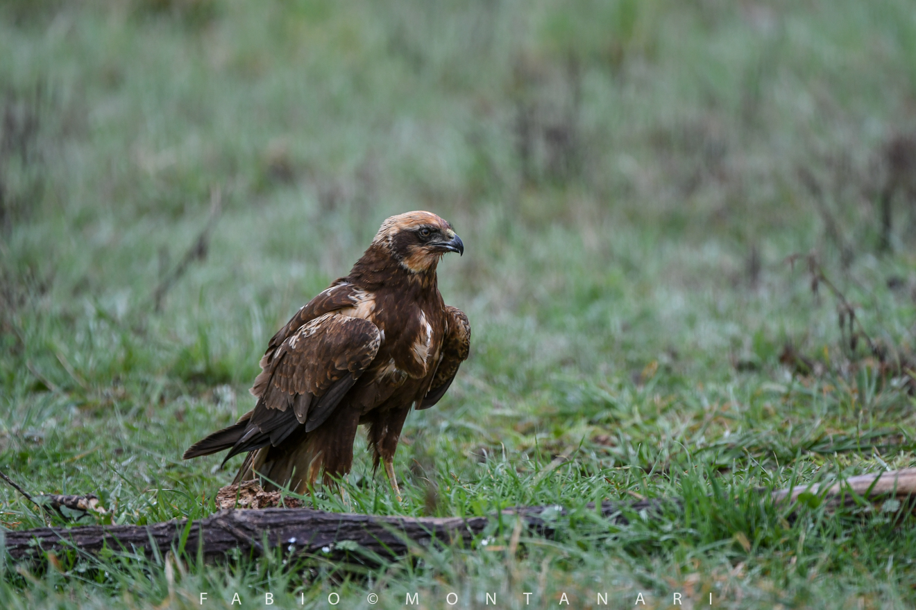bog hawk female