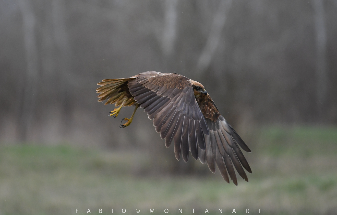 swamp hawk female flight2