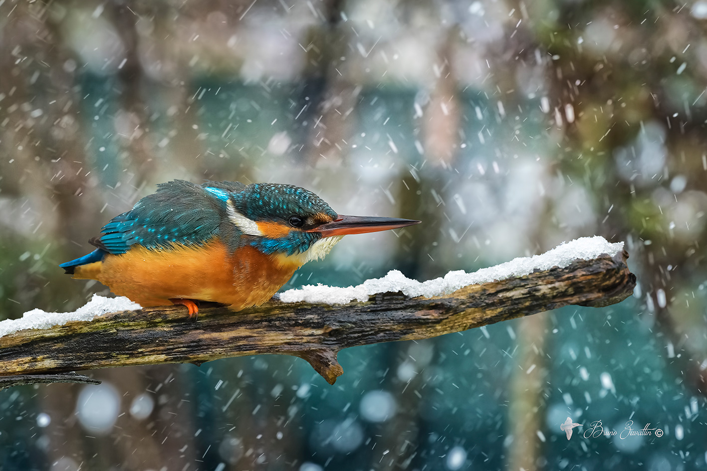 Kingfisher