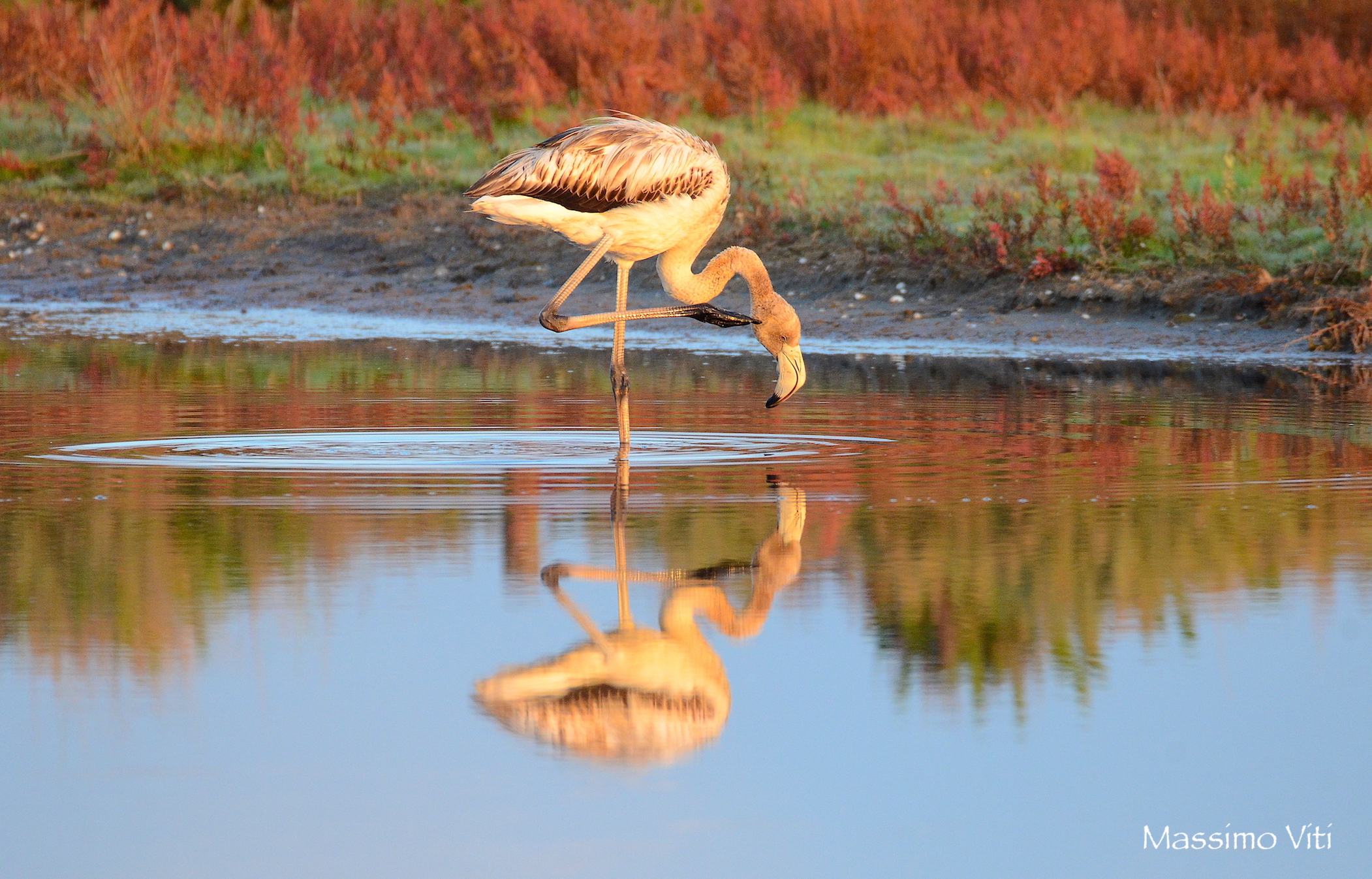 Flamingo at first light ...