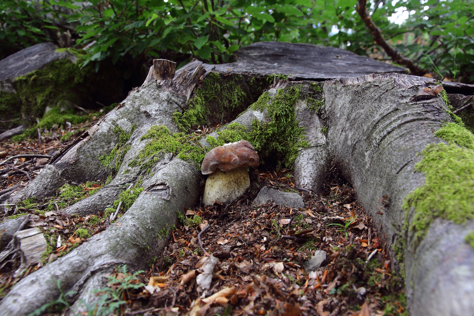 Il primo porcino dell'estate