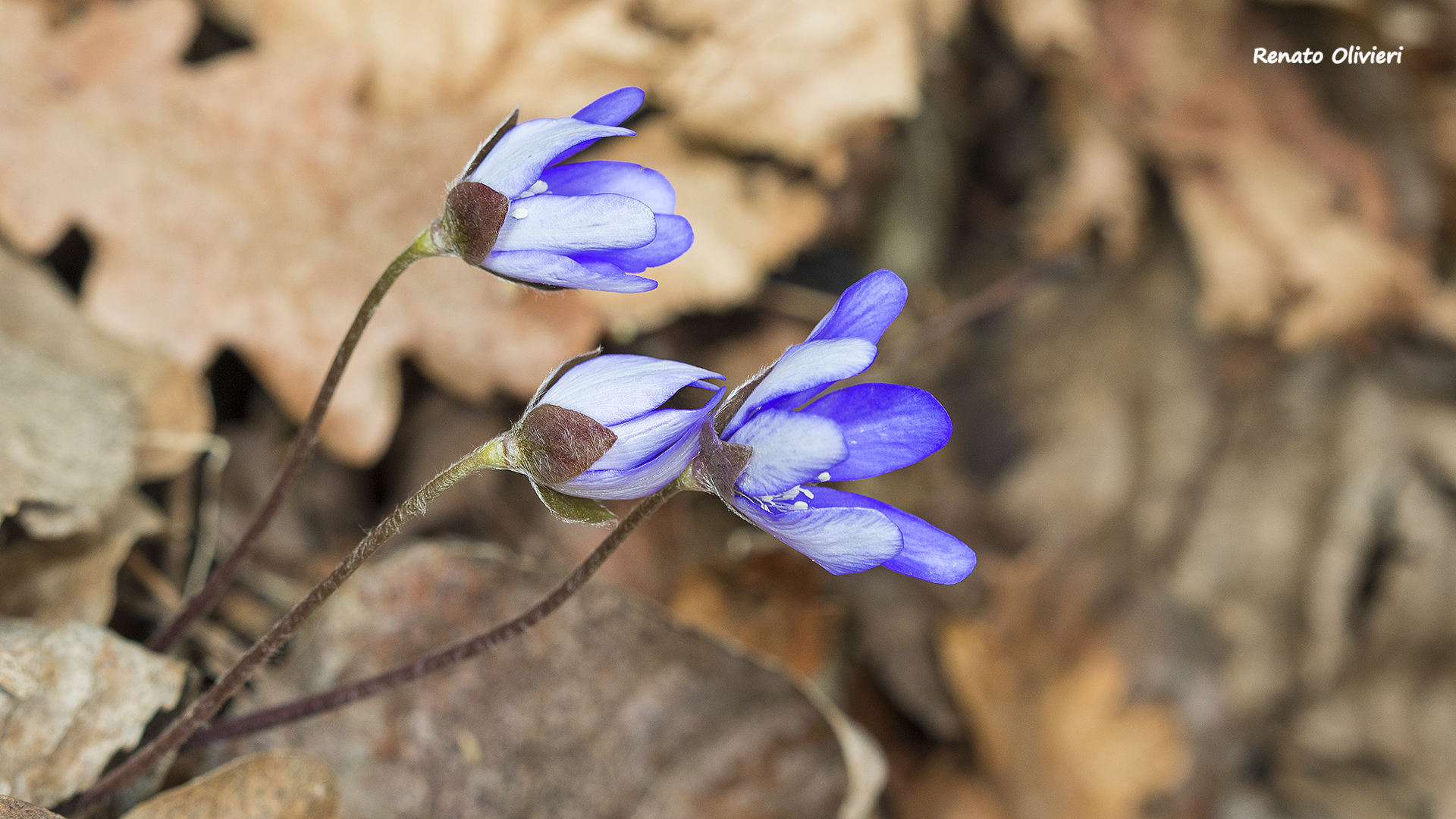 la primavera è alle porte