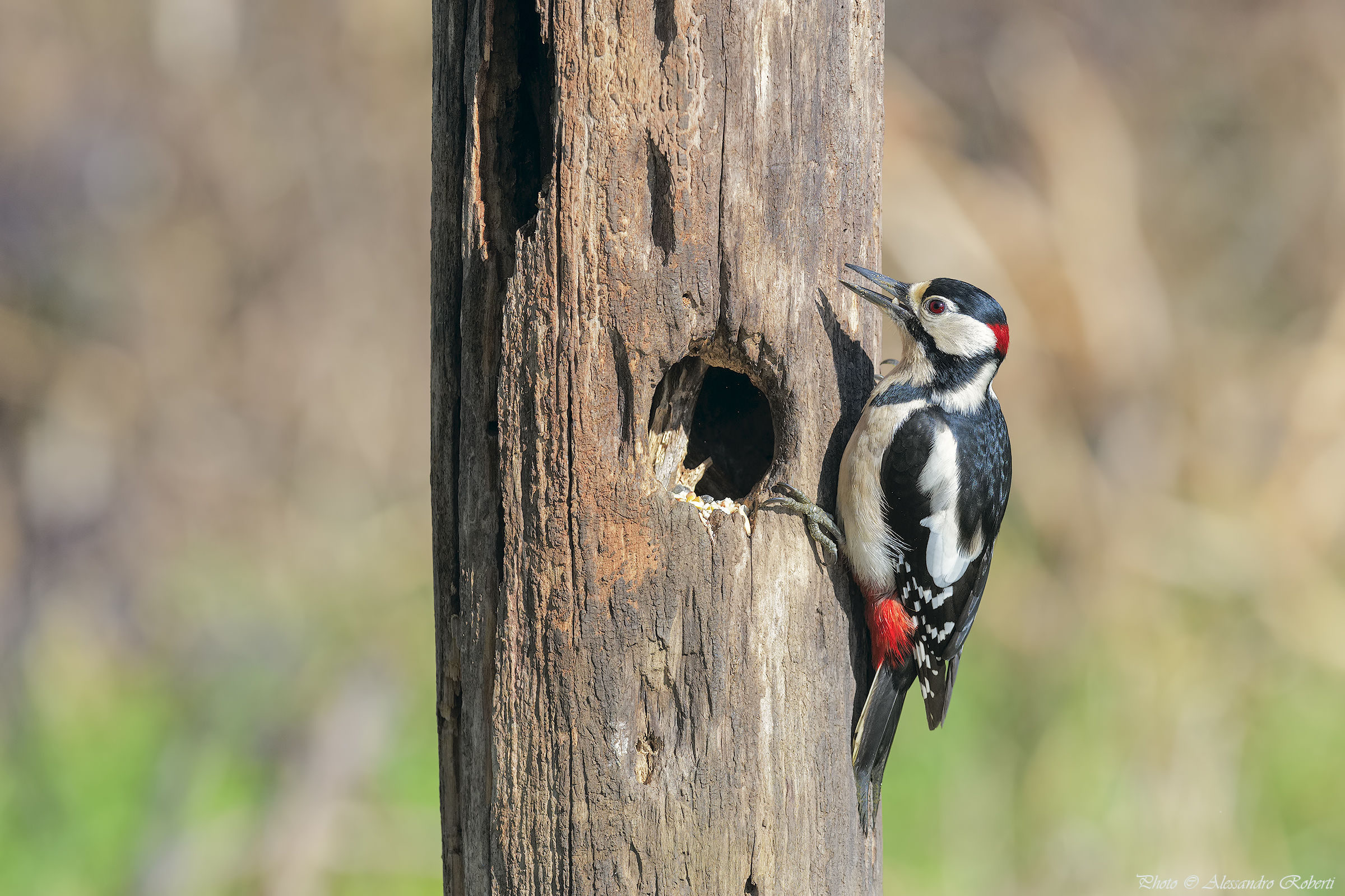 Picchio Rosso Mggiore
