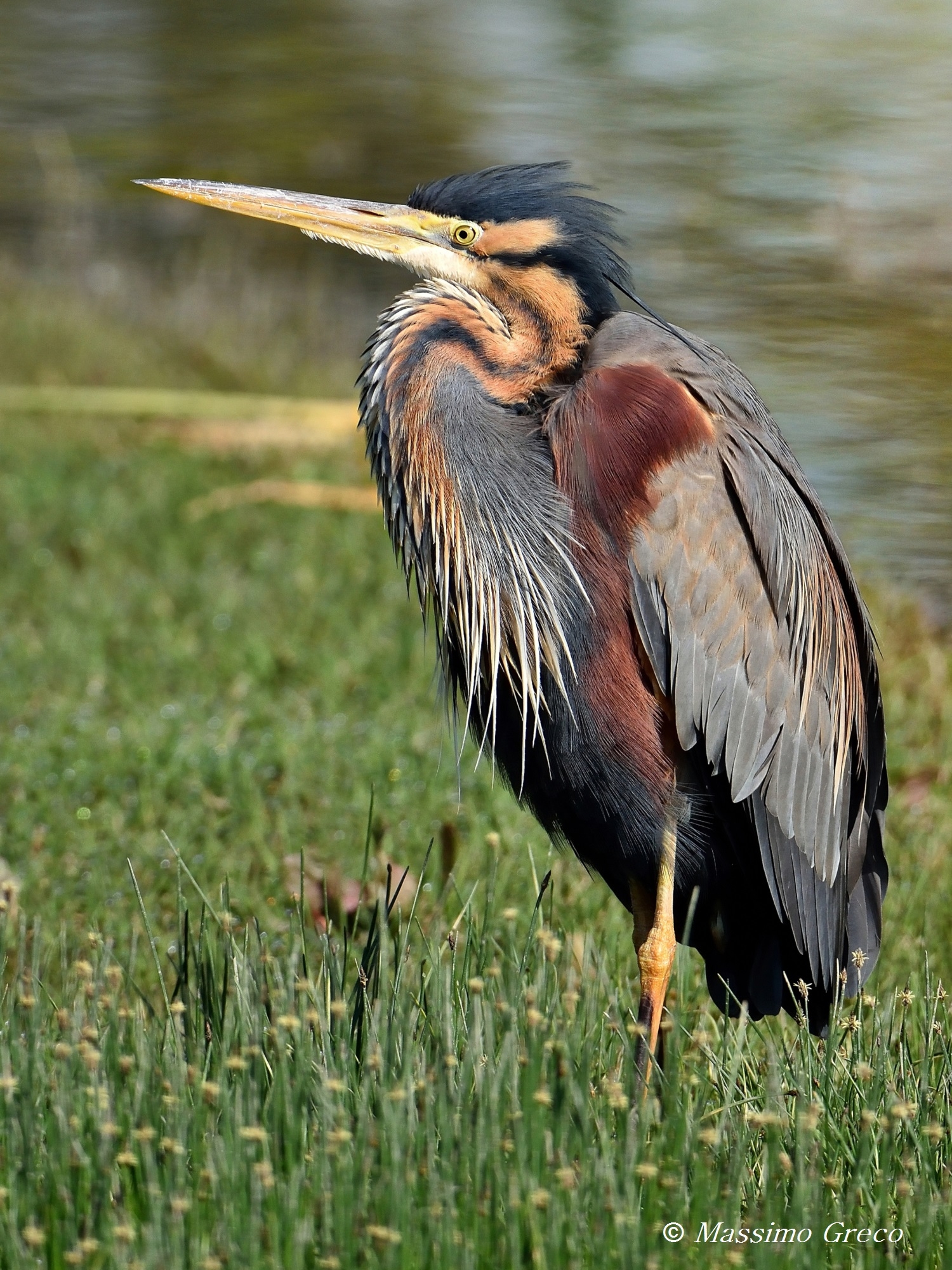 Airone rosso (Ardea purpurea)