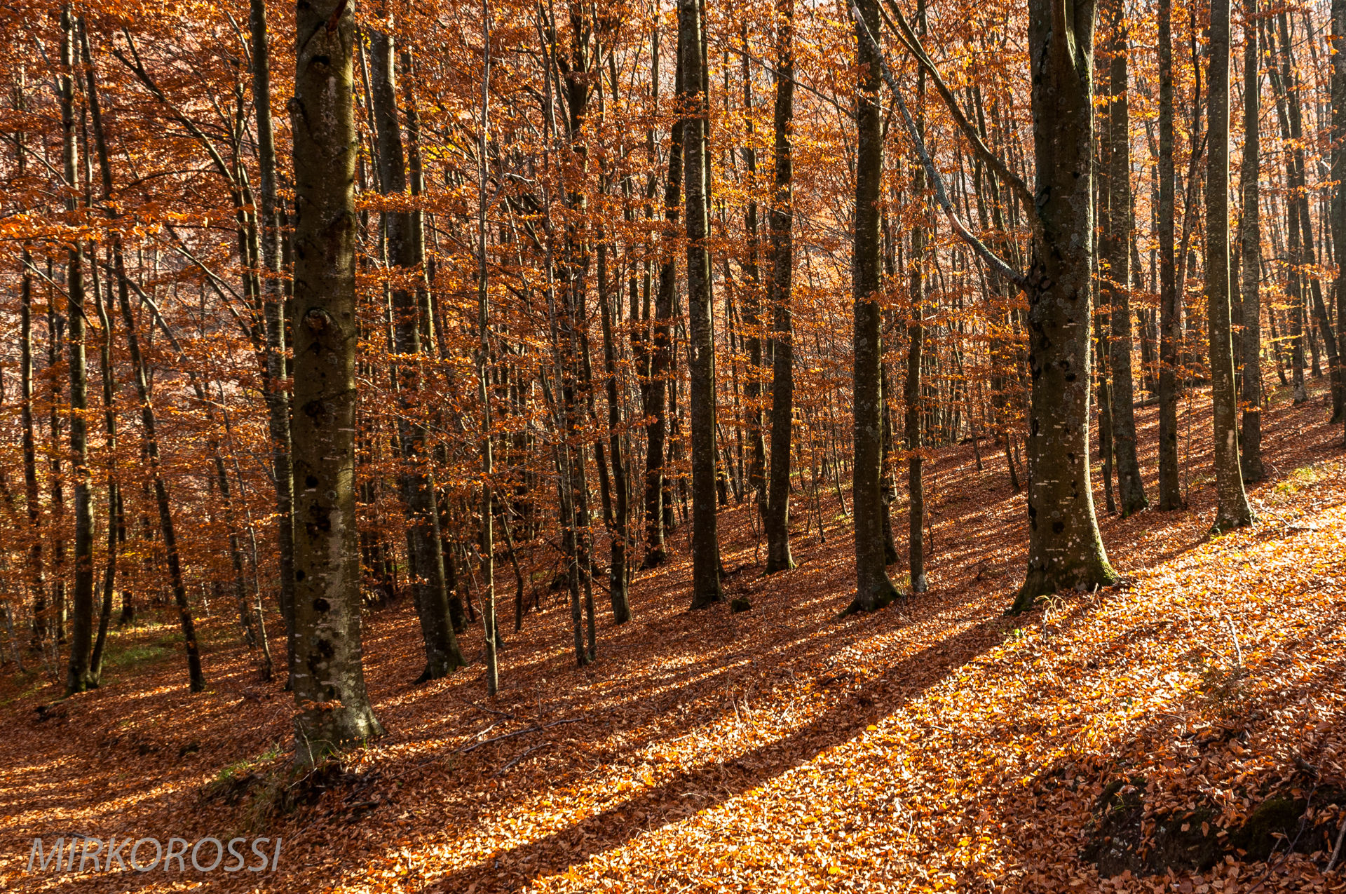 Sottobosco autunnale