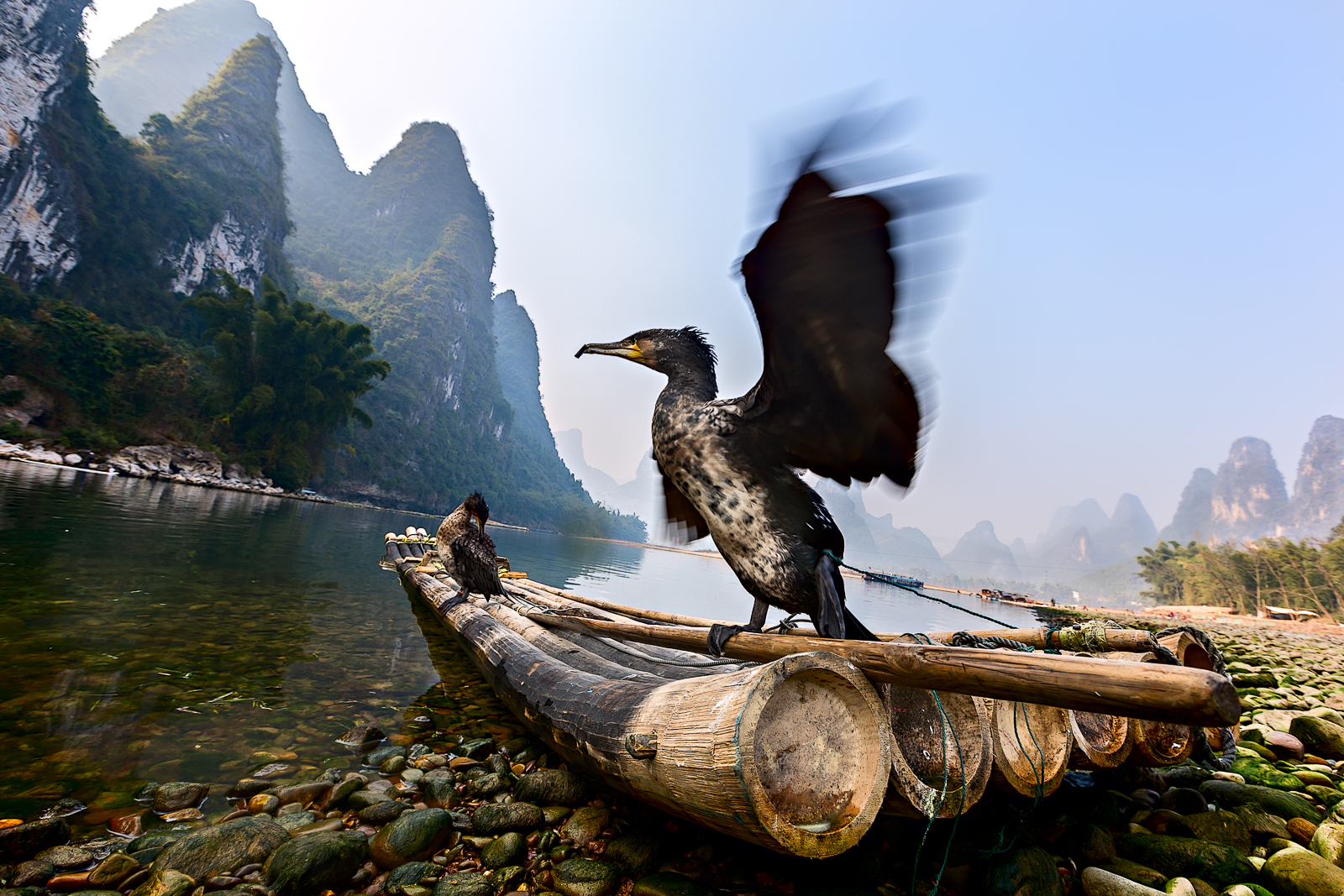 The cormorant of the fishermen