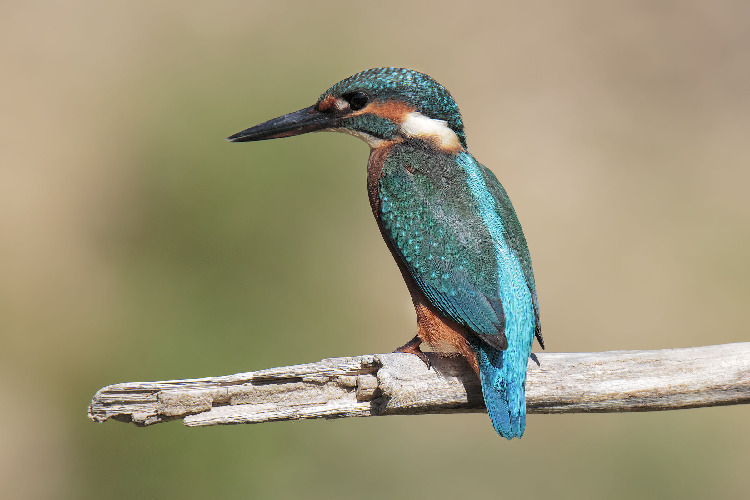 Kingfisher