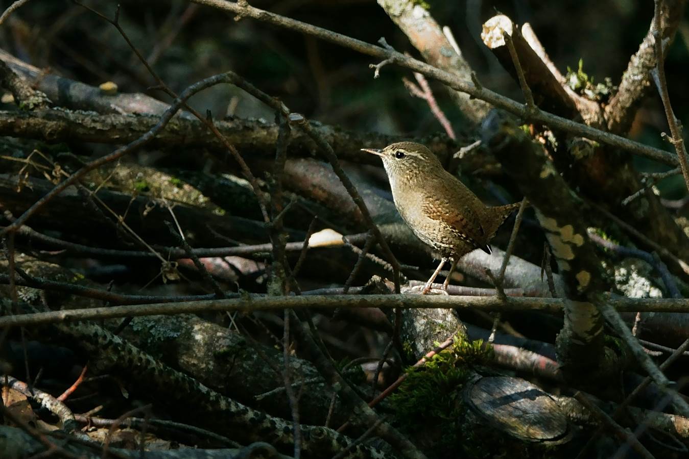 Lo scricciolo in casa sua