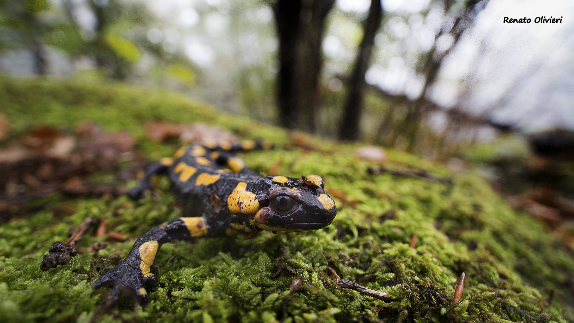 Pied salamander