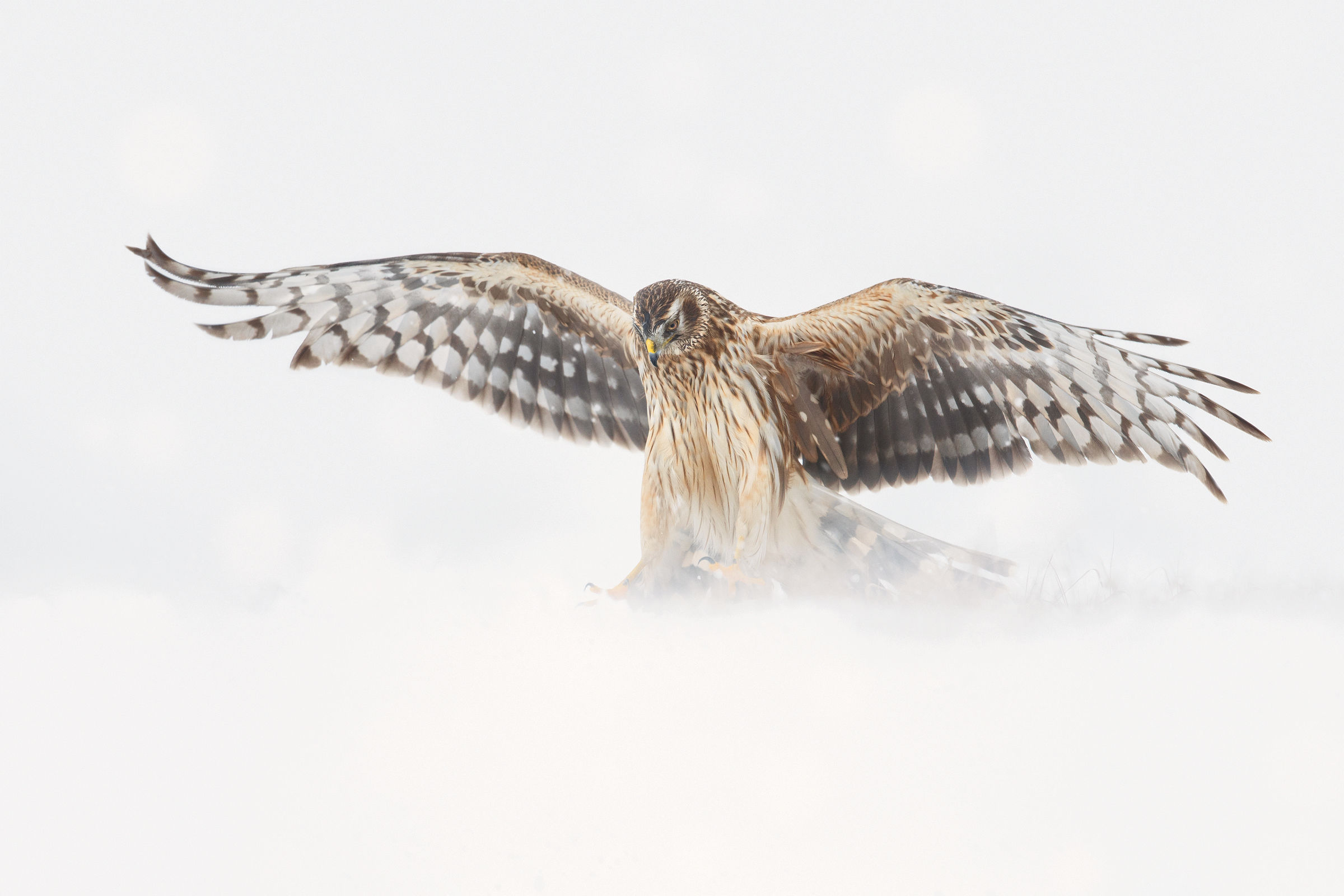 Atterraggio perfetto nella bufera.