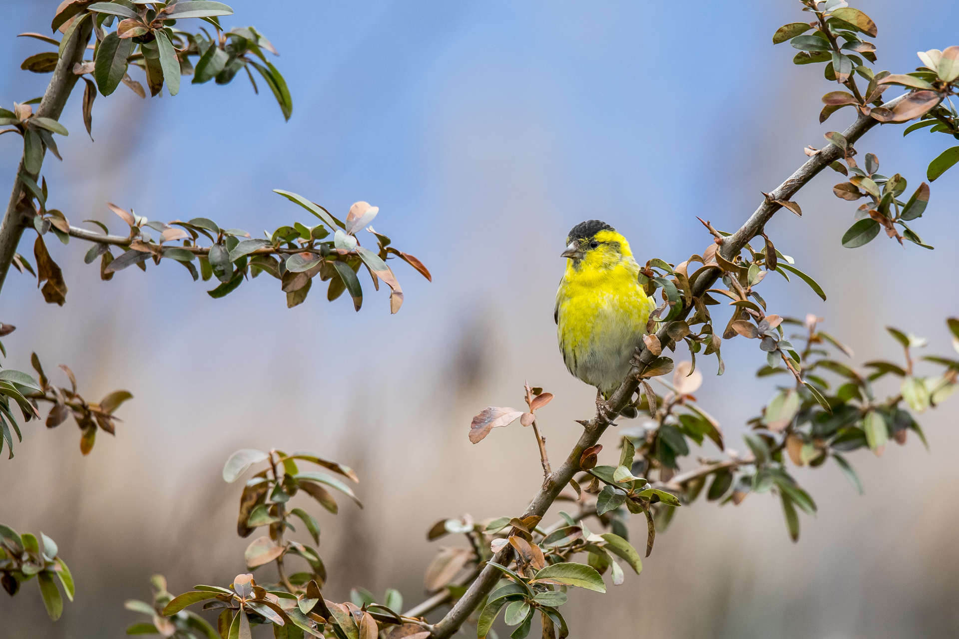 siskin