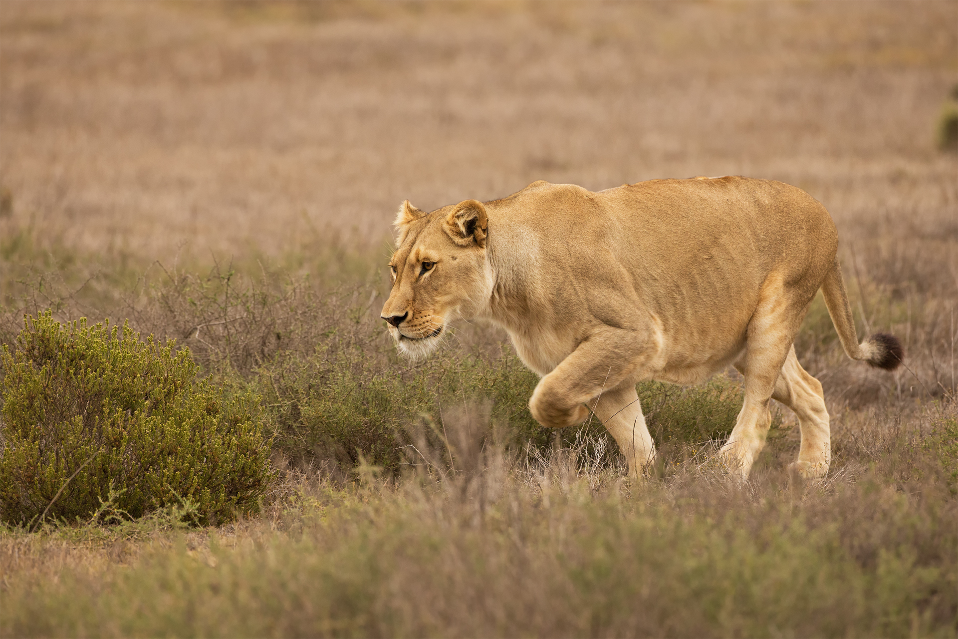 Panthera leo (leone africano)