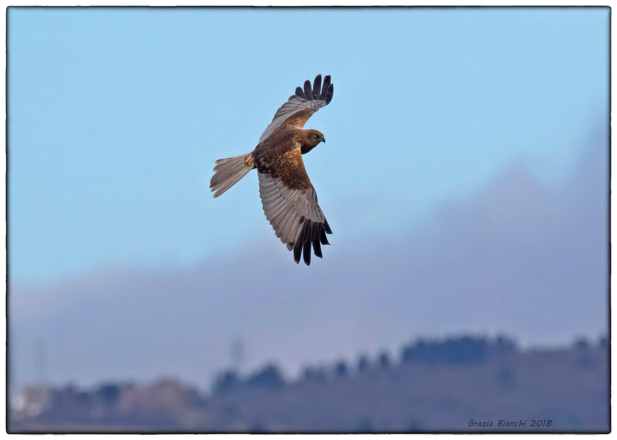 Marsh harrier - Parco della Piana