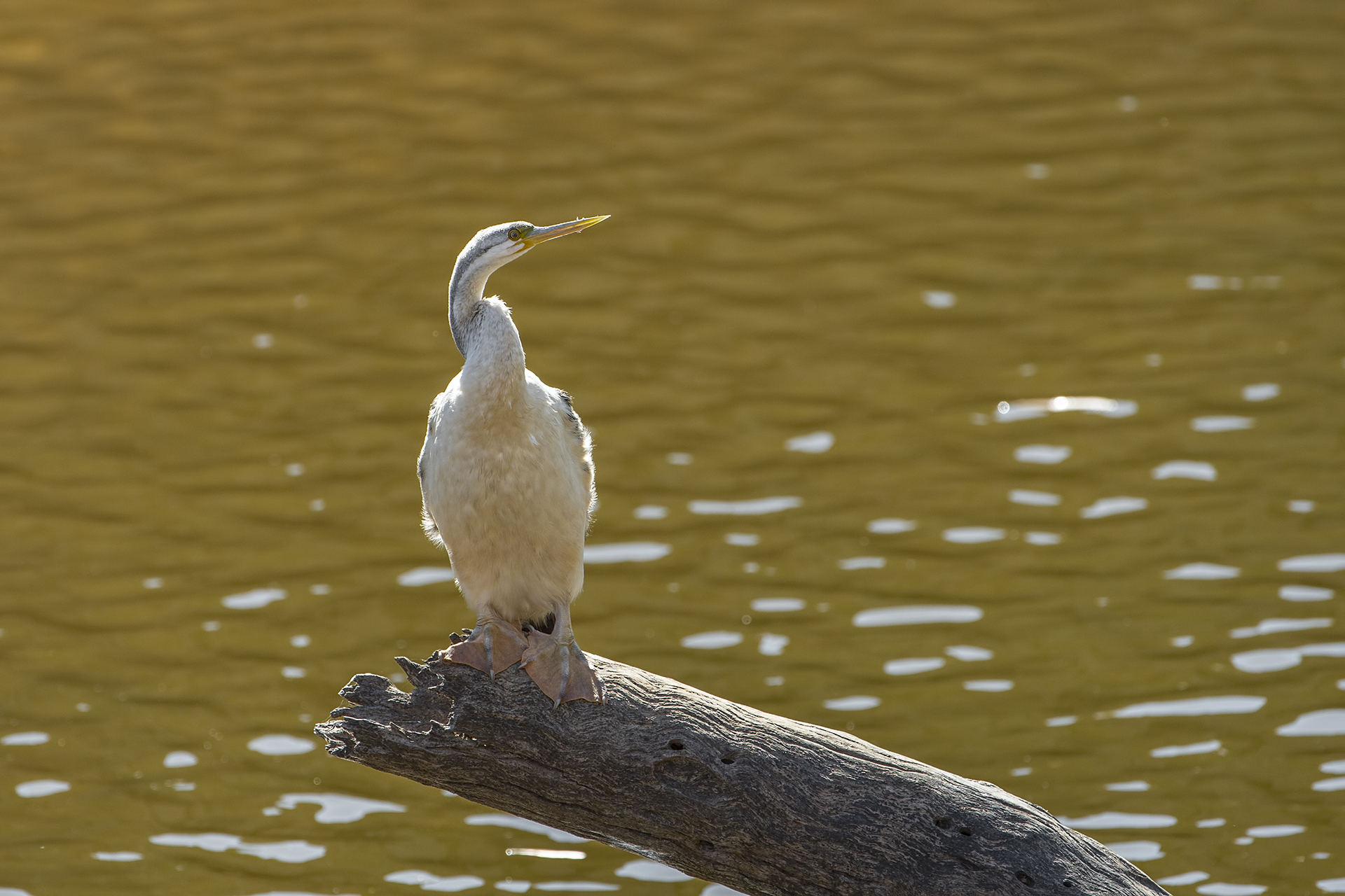 Anhinga novaehollandiae (Aninga australiana) femm.