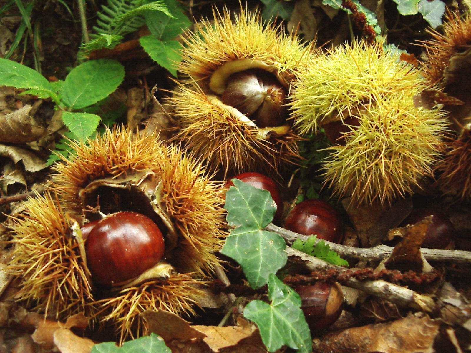 3 Caldi colori autunnali - Boschi Valsesia