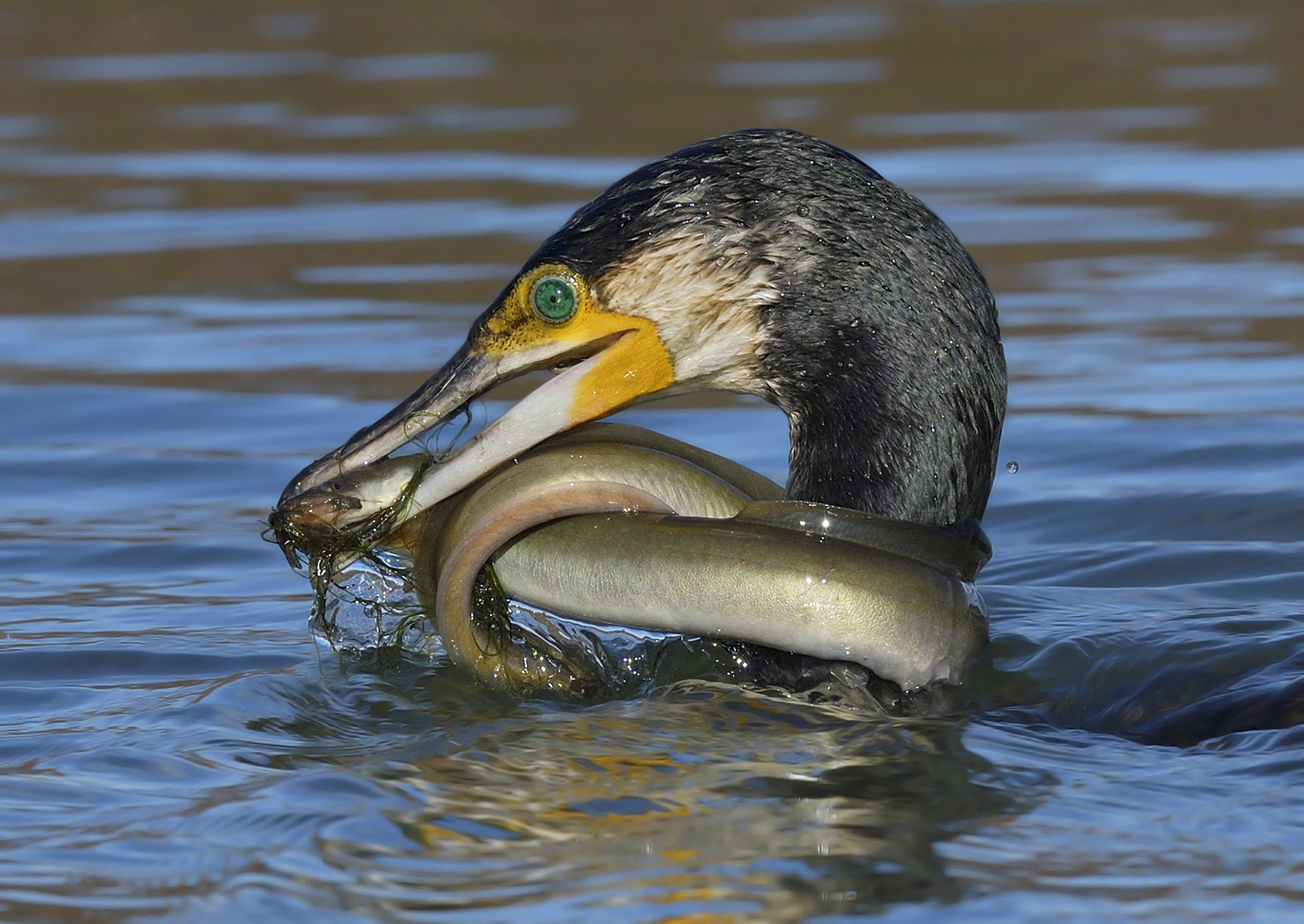 Cormorano in lotta con anguilla.