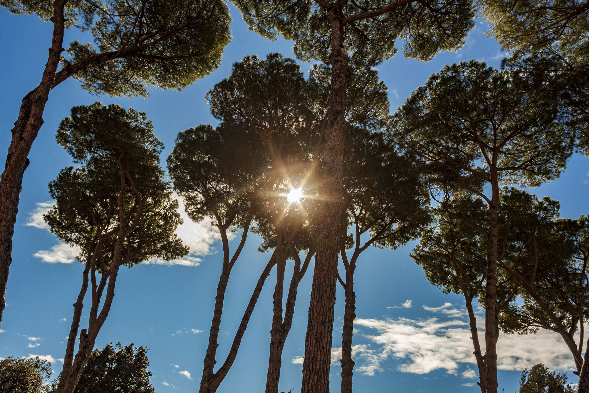 Pini di Roma