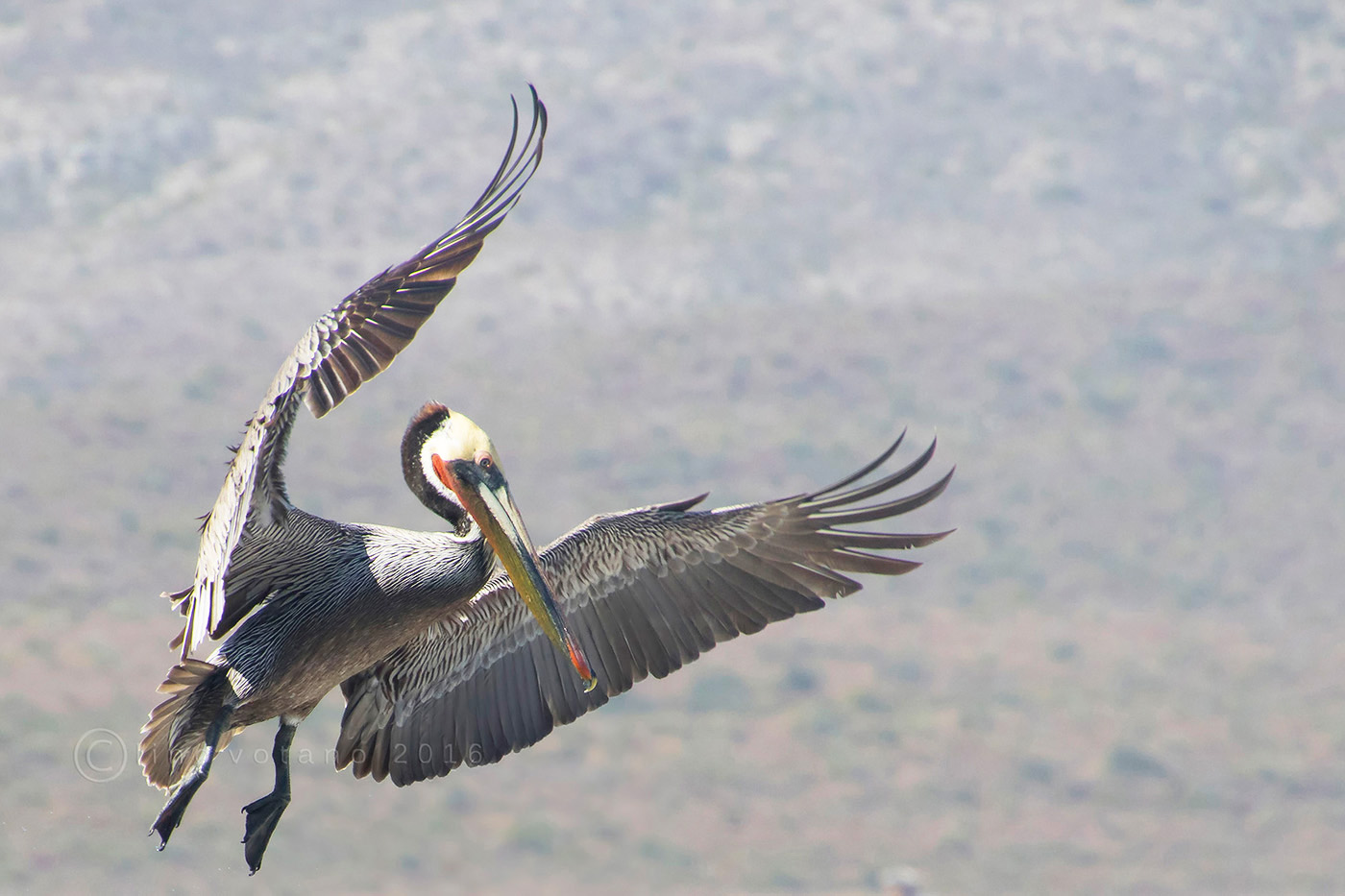 Sto arrivando.........