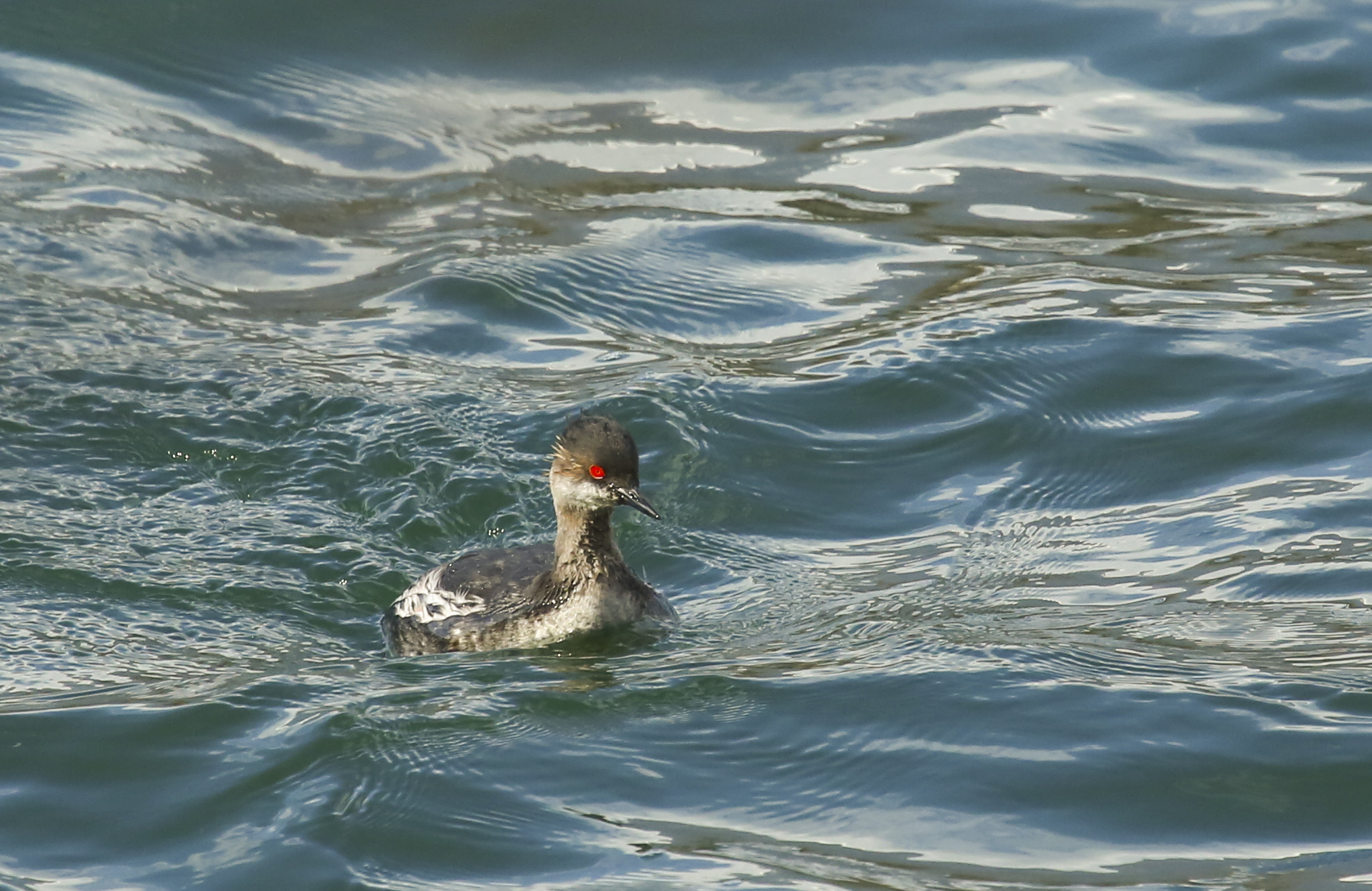Small grebe