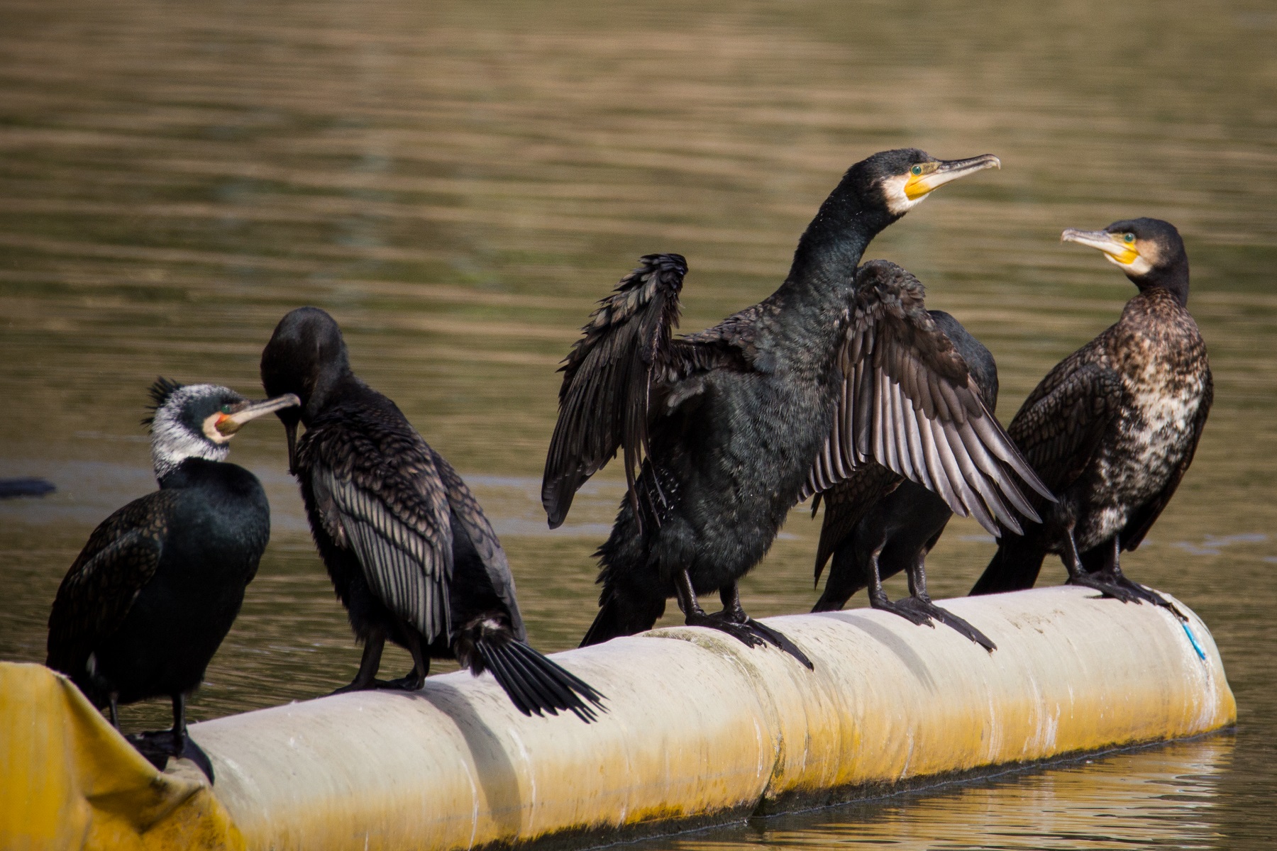 cormorants