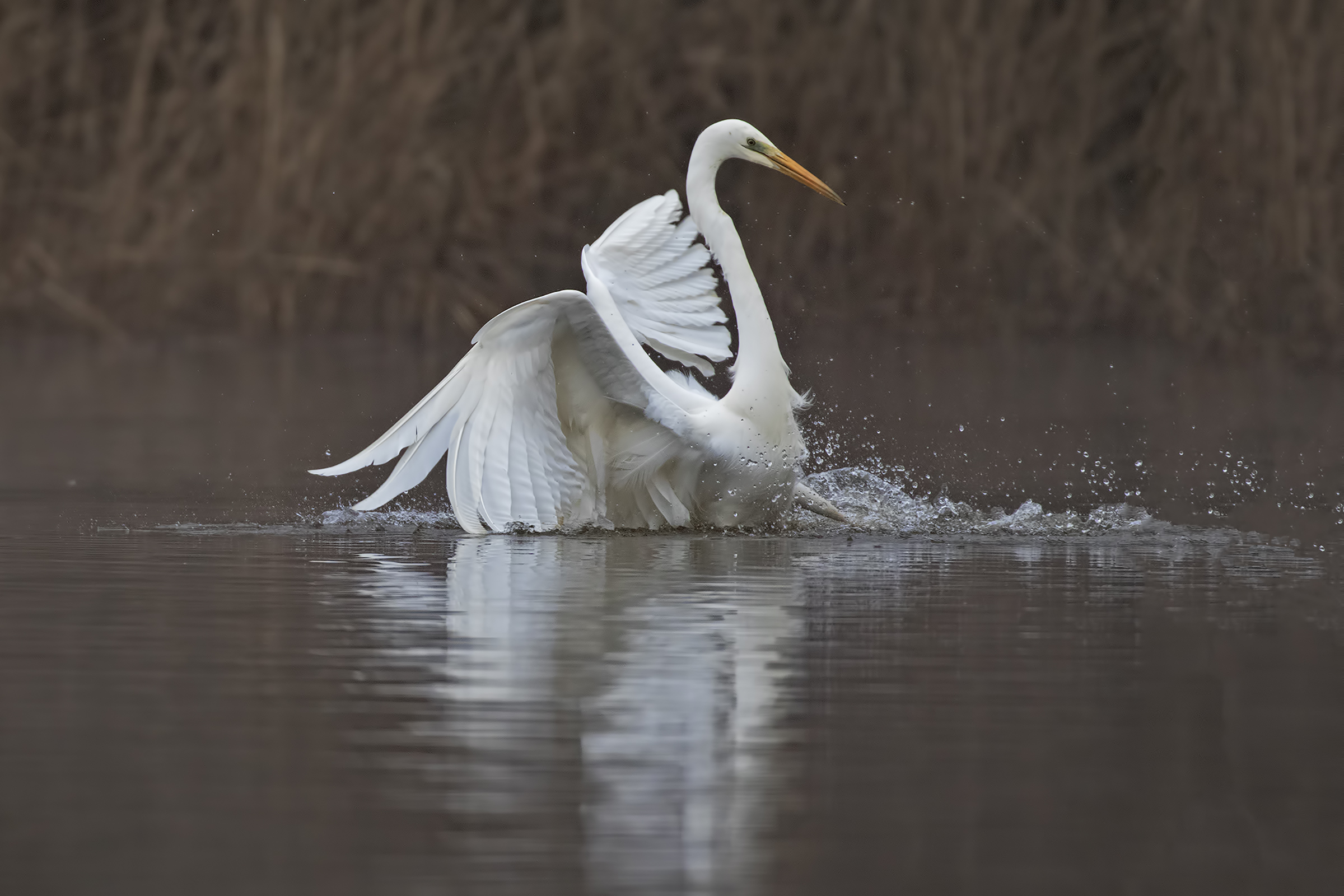 White Sensory Hunting