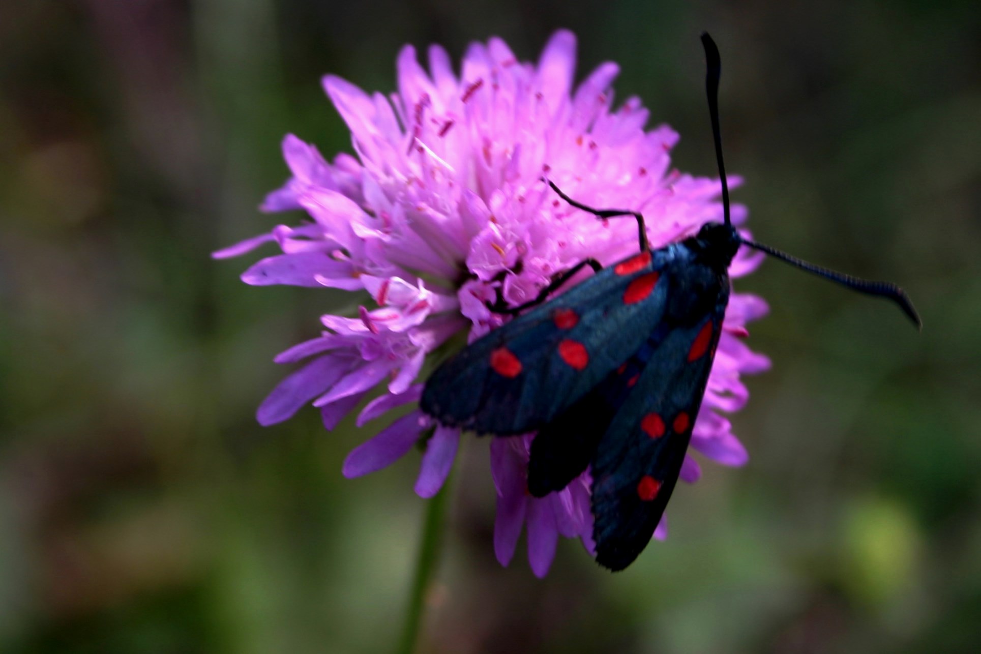 La farfallina a pois