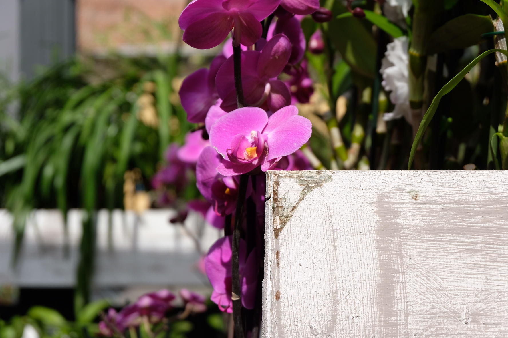 Purple Orchid