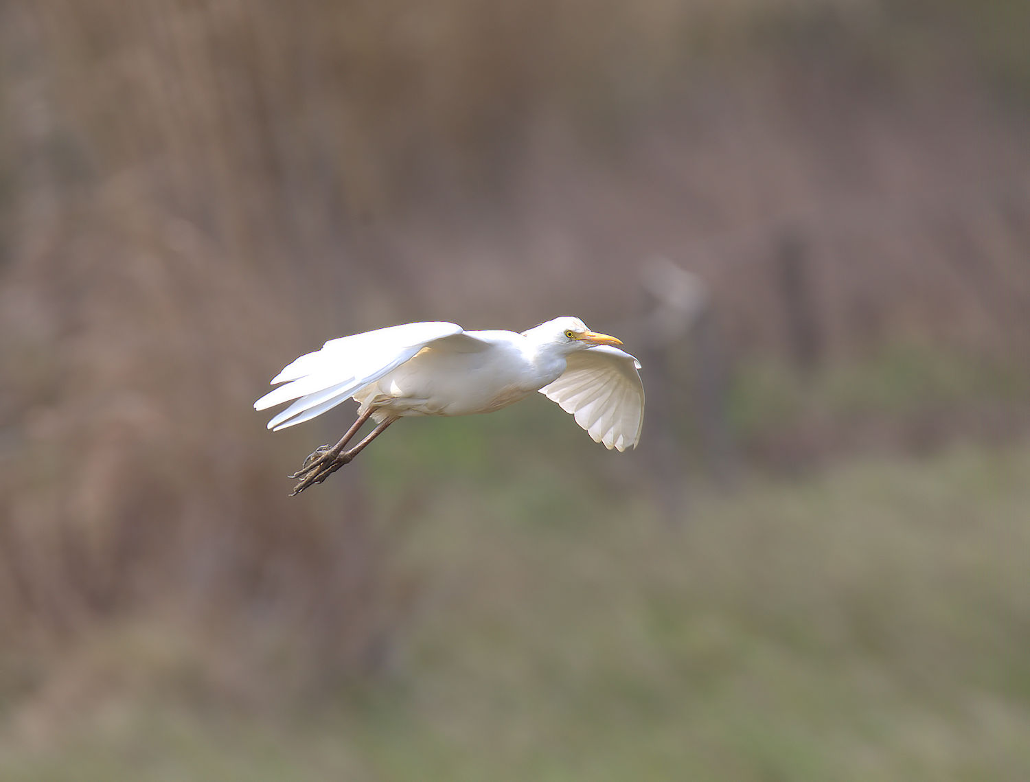 Cattle egret