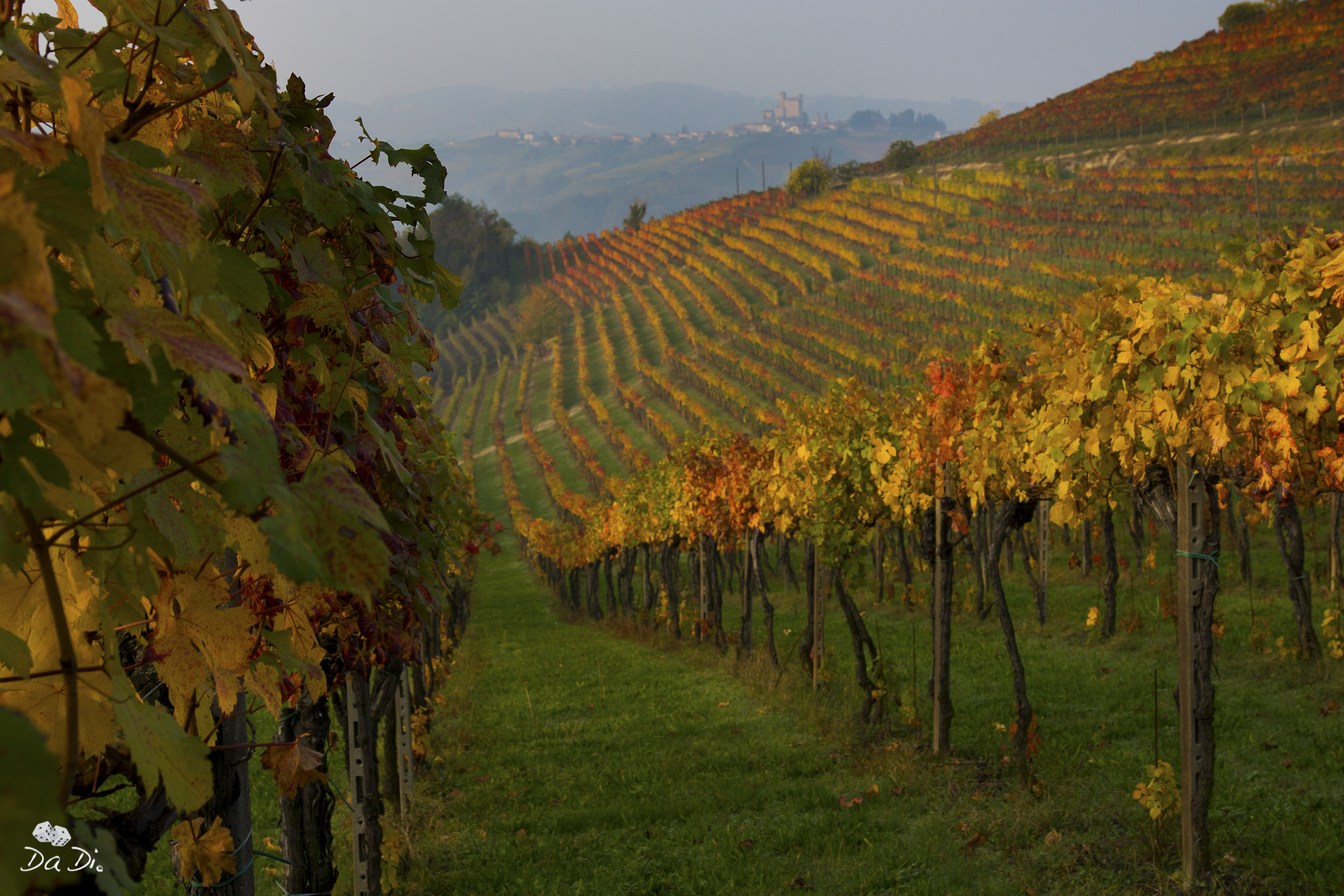 vineyards in autumn