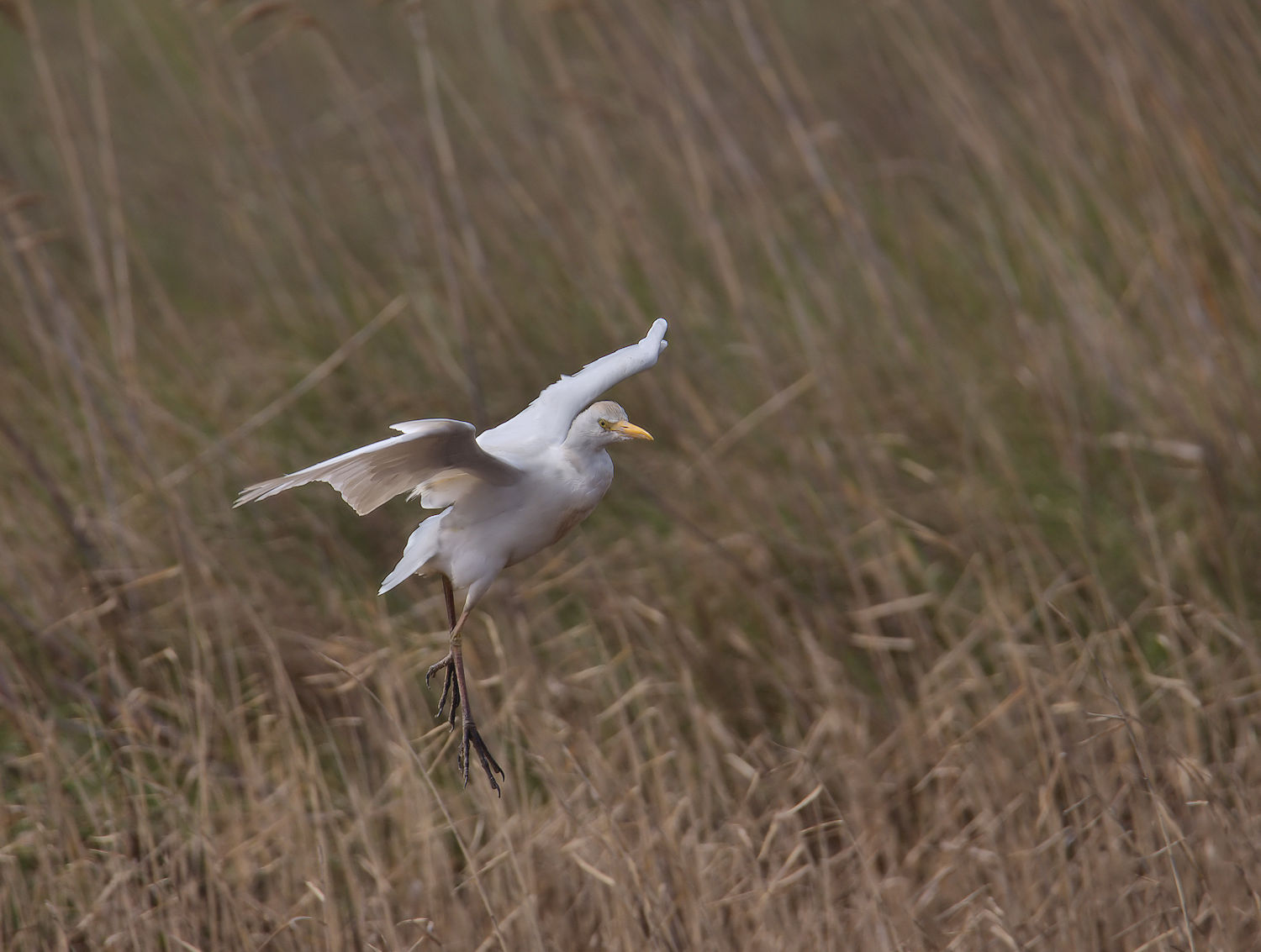 Cattle egret