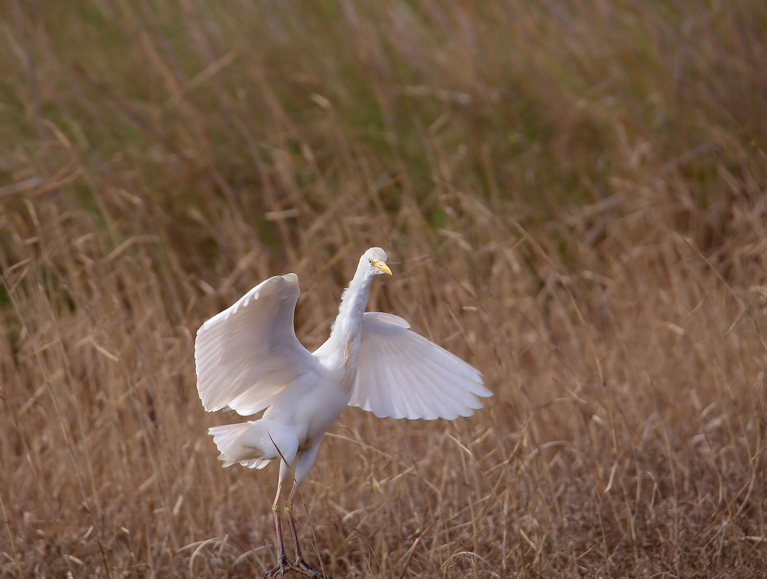 Cattle egret