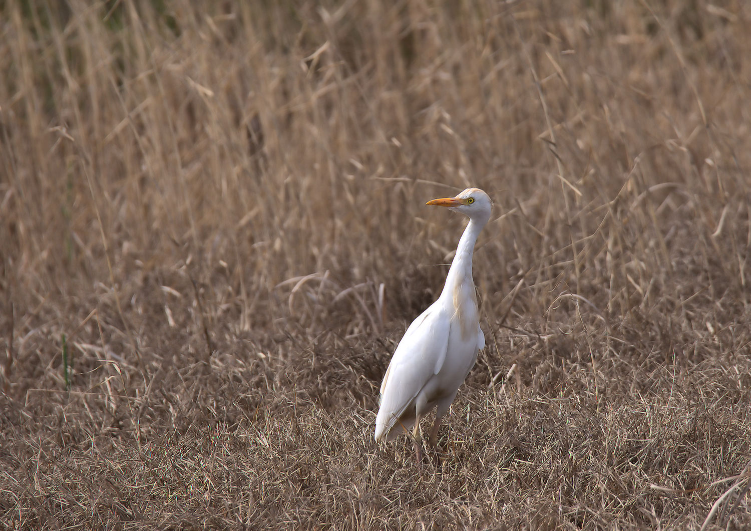 Cattle egret